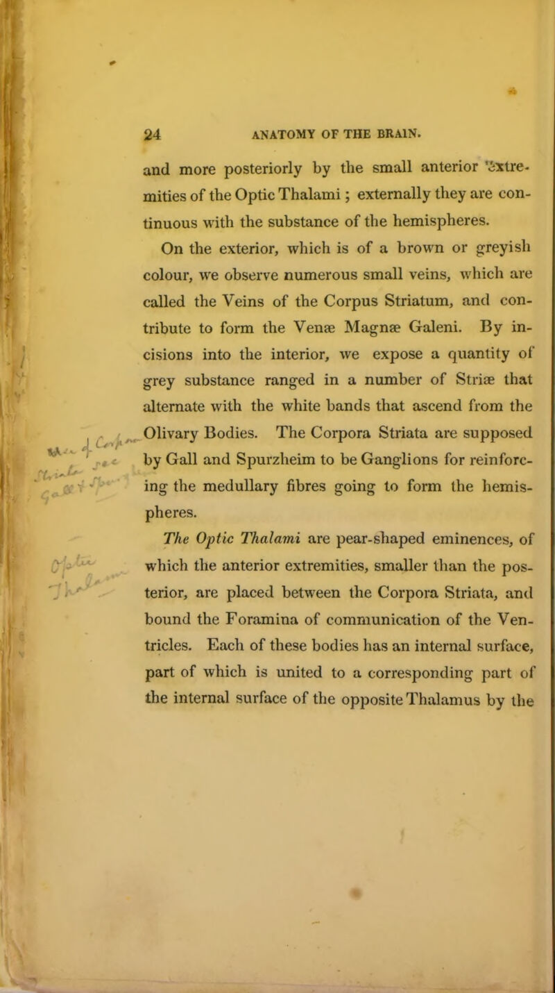 and more posteriorly by the small anterior 'Extre- mities of the Optic Thalami; externally they are con- tinuous with the substance of the hemispheres. On the exterior, which is of a brown or greyish colour, we observe numerous small veins, which are called the Veins of the Corpus Striatum, and con- tribute to form the Venae Magnse Galeni. By in- cisions into the interior, we expose a quantity of grey substance ranged in a number of Striae that alternate with the white bands that ascend from the , Olivary Bodies. The Corpora Striata are supposed by Gall and Spurzheim to be Ganglions for reinforc- ing the medullary fibres going to form the hemis- pheres. The Optic Thalami are pear-shaped eminences, of which the anterior extremities, smaller than the pos- terior, are placed between the Corpora Striata, and bound the Foramina of communication of the Ven- tricles. Each of these bodies has an internal surface, part of which is united to a corresponding part of the internal surface of the opposite Thalamus by the