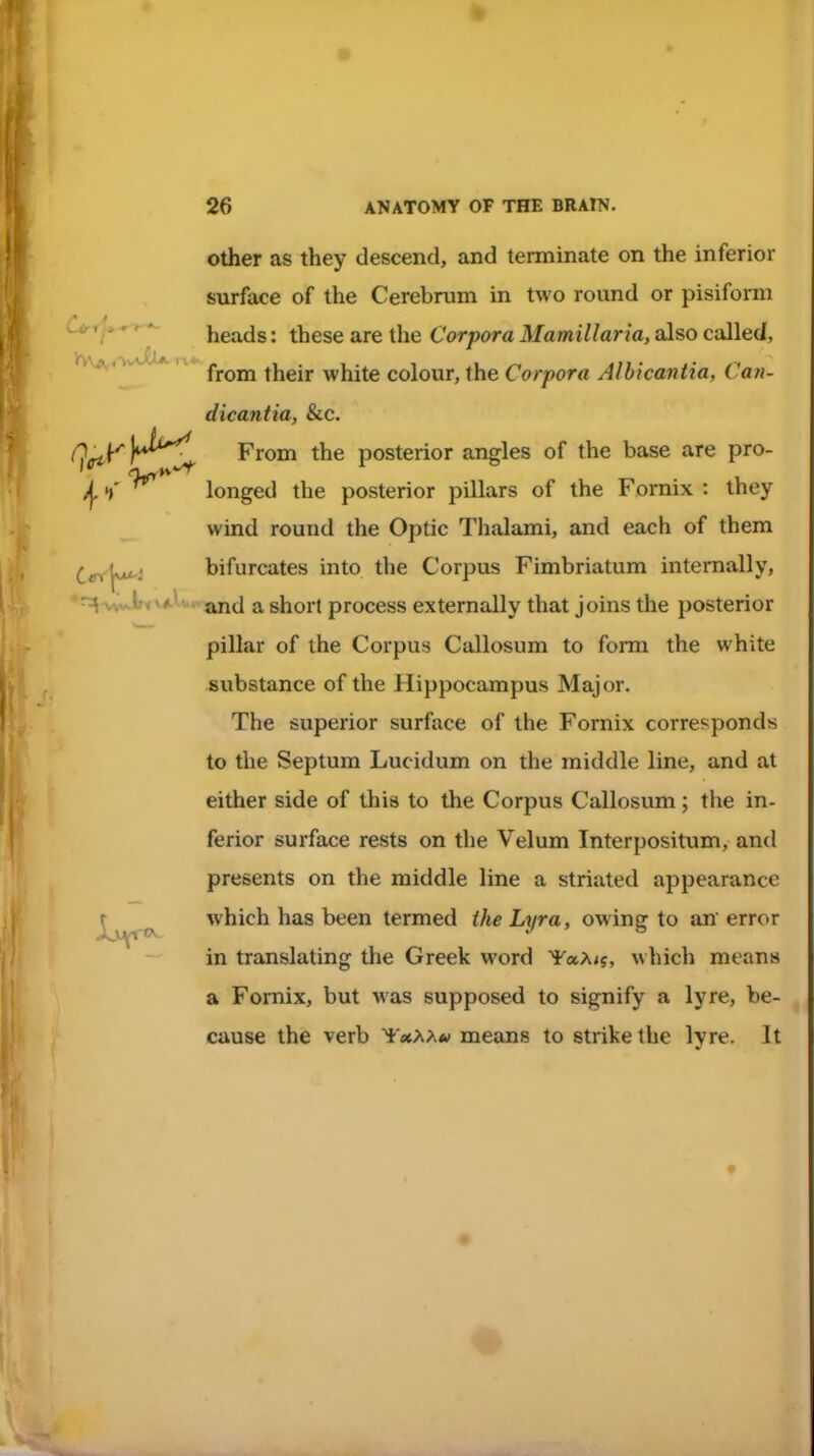 Other as they descend, and terminate on the inferior surface of the Cerebrum in two round or pisiform ^^^^^ heads: these are the Corpora Mamillaria, also called, , »v * r. ly^j^ their white colour, the Corpora Albicantia, Can- dicantia, &c. From the posterior angles of the base are pro- /j. ^ longed the posterior pillars of the Fornix : they wind round the Optic Thalami, and each of them ie^^i bifurcates into the Corpus Fimbriatum internally, ^wwUv*.lt.. a short process externally that joins the posterior pillar of the Corpus Callosum to form the white substance of the Hippocampus Major. The superior surface of the Fornix corresponds to the Septum Lucidum on the middle line, and at either side of this to the Corpus Callosum; the in- ferior surface rests on the Velum Interpositum, and presents on the middle line a striated appearance j^^^ which has been termed the Lyra, owing to an' error in translating the Greek word 'i'aA*?, w hich means a Fornix, but was supposed to signify a lyre, be- cause the verb YaAA** means to strike the lyre. It