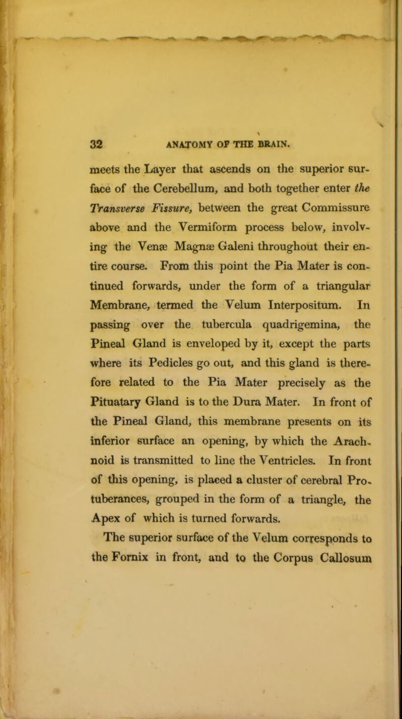 meets the Layer that ascends on the superior sur- face of the Cerebellum, and both together enter the Transverse Fissure, between the great Commissure above and the Vermiform process below, involv- ing the Vense Magnte Galeni throughout their en- tire course. From this point the Pia Mater is con- tinued forwards, under the form of a triangular Membrane, termed the Velimi Interpositum. In passing over the tubercula quadrigemina, the Pineal Gland is enveloped by it, except the parts where its Pedicles go out, and this gland is there- fore related to the Pia Mater precisely as the Pituatary Gland is to the Dura Mater. In front of the Pineal Gland, this membrane presents on its inferior surface an opening, by which the Arach- noid is transmitted to line the Ventricles. In front of this opening, is placed a cluster of cerebral Pro. tuberances, grouped in the form of a triangle, the Apex of which is turned forwards. The superior surface of the Velum corresponds to the Fornix in front, and to the Corpus Callosum