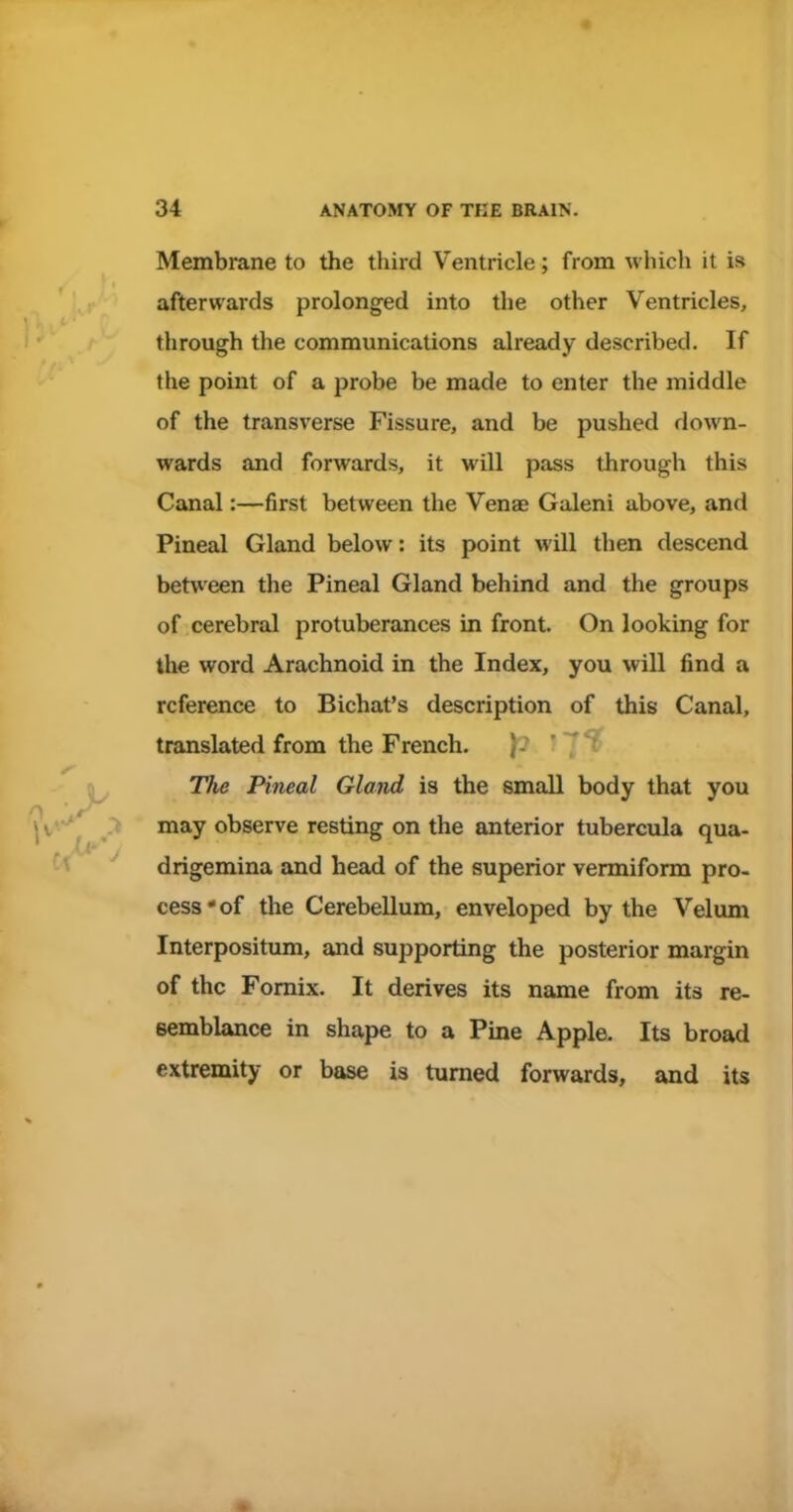 Membrane to the third Ventricle; from which it is afterwards prolonged into the other Ventricles, through the communications already described. If the point of a probe be made to enter the middle of the transverse Fissure, and be pushed down- wards and forwards, it will pass through this Canal:—first between the Venae Galeni above, and Pineal Gland below: its point will then descend between the Pineal Gland behind and the groups of cerebral protuberances in front. On looking for the word Arachnoid in the Index, you will find a reference to Bichat's description of this Canal, translated from the French. ) The Pineal Gland is the small body that you may observe resting on the anterior tubercula qua- drigemina and head of the superior vermiform pro- cess * of the Cerebellum, enveloped by the Velum Interpositum, and supporting the posterior margin of the Fornix. It derives its name from its re- semblance in shape to a Pine Apple. Its broad extremity or base is turned forwards, and its