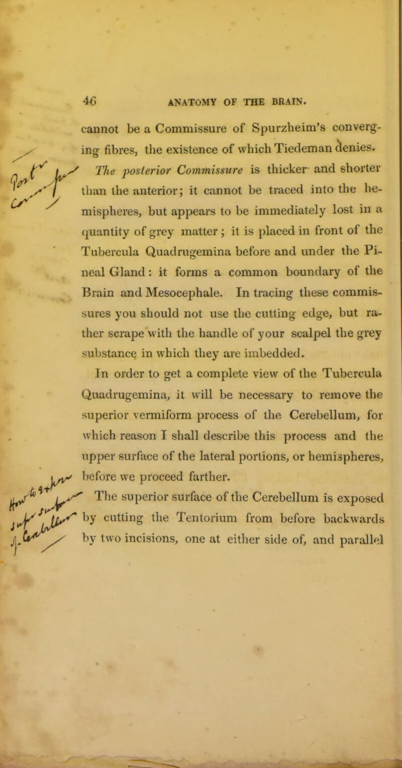 cannot be a Commissure of Spurzheim's converg- ing fibres, the existence of which Tiedeman denies. Tlie posterior Commissure is thicker and shorter than the anterior; it cannot be traced into the he- mispheres, but appears to be immediately lost in a quantity of grey matter ; it is placed in front of the Tubercula Quadrugemina before and under the Pi- neal Gland: it forms a common boundary of the Brain and Mesocephale. In tracing these commis- sures you should not use the cutting edge, but ra- ther scrape with the handle of your scalpel the grey substance in which they are imbedded. In order to get a complete view of the Tubercula Quadrugemina, it will be necessary to remove the superior vermiform process of the Cerebellum, for which reason I shall describe this process and the upper surface of the lateral portions, or hemispheres, Kbefore we proceed farther. ' '^^^ superior surface of the Cerebellum is exposed ' by cutting the Tentorium from before backwards y by two i ^ „■ - -incisions, one at either side of, and parallel