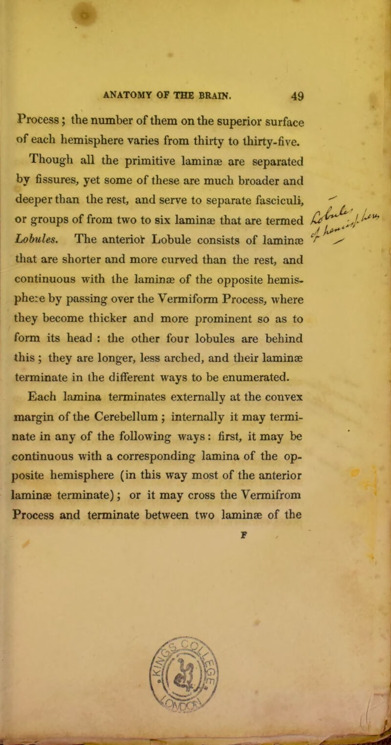 Process; the number of them on the superior surface of each hemisphere varies from thirty to thirty-five. Though all the primitive laminjB are separated by fissures, yet some of these are much broader and deeper than the rest, and serve to separate fasciculi, or groups of from two to six laminae that are termed Lobules. The anteriot Lobule consists of lamince that are shorter and more curved than the rest, and continuous with the laminae of the opposite hemis- phere by passing over the Vermiform Process, where they become thicker and more prominent so as to form its head : the other four lobules are behind this ; they are longer, less arched, and their laminas terminate in the different ways to be enumerated. Each lamina terminates externally at the convex margin of the Cerebellum ; internally it may termi- nate in any of the following ways: first, it may be continuous with a corresponding lamina of the op- posite hemisphere (in this way most of the anterior laminae terminate); or it may cross the Vermifrom Process and terminate between two laminae of the