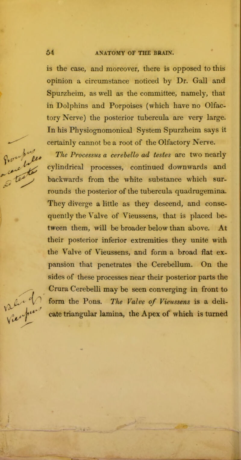 is the case, and moreover, there is opposed to this opinion a circumstance noticed by Dr. Gall and Spurzheim, as well as the committee, namely, that in Dolphins and Porpoises (which have no Olfac- tory Nerve) the posterior tubercula are very large. In his Physiog-nomonical System Spurzheim says it certainly camiot be a root of the Olfactory Nerve. ^ j> ^^^ The Processus a cerebello ad testes are two nearly cylindrical processes, continued downwards and backwards from the white substance which sur- rounds the posterior of the tubercula quadrugemina. They diverge a little as they descend, and conse- quently the Valve of Vieussens, that is placed be- tween them, will be broader below than above. At their posterior inferior extremities they unite with the Valve of Vieussens, and form a broad flat ex- pansion that penetrates the Cerebellum. On the sides of these processes near their posterior parts the ^ Crura Cerebelli may be seen converging in front to ^orva. the Pons, The Valve of Vieussens is a deli- t cate triangular lamina, the Apex of which is turned