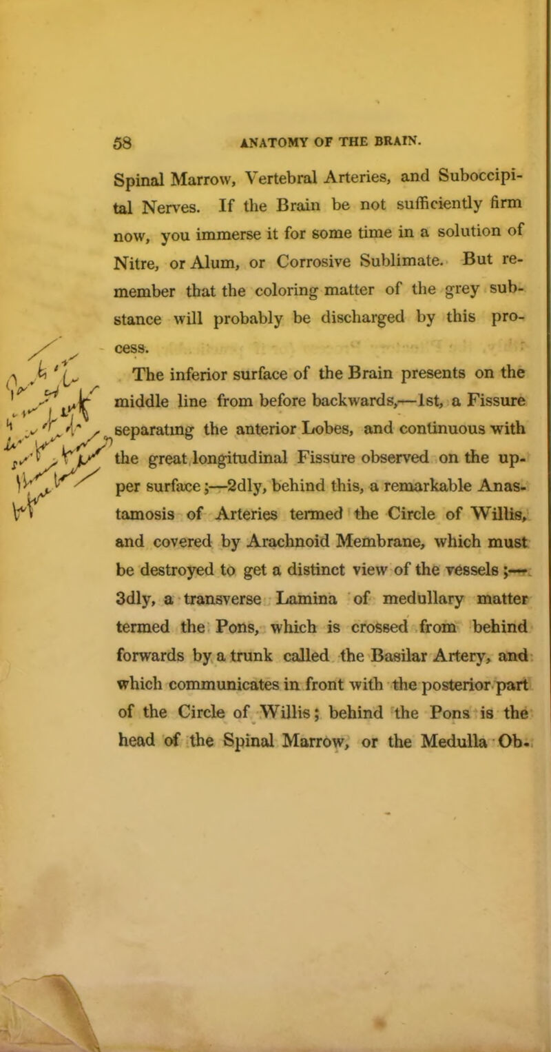 Spinal Marrow, Vertebral Arteries, and Suboccipi- tal Nerves. If the Brain be not sufficiently firm now, you immerse it for some time in a solution of Nitre, or Alum, or Corrosive Sublimate. But re- member that the coloring matter of the grey sub- stance will probably be discharged by this pro- cess. The inferior surface of the Brain presents on the middle line from before backwards,—let, a Fissure Beparatmg the anterior Lobes, and continuous with the great longitudinal Fissure observed on the up- per surface;—2dly, behind this, a remarkable Anas- tamosis of Arteries termed the Circle of Willi8» and covered by Arachnoid Membrane, which must be destroyed to get a distinct view of the vessels;— 3dly, a transverse Lamina of medullary matter termed the Pons, which is crossed from behind forwards by a trunk called the Basilar Artery, and: which conmiunicates in front with the posterior-part of the Circle of Willis; behind the Pons is the head of the Spinal Marrow, or the Medulla Ob.