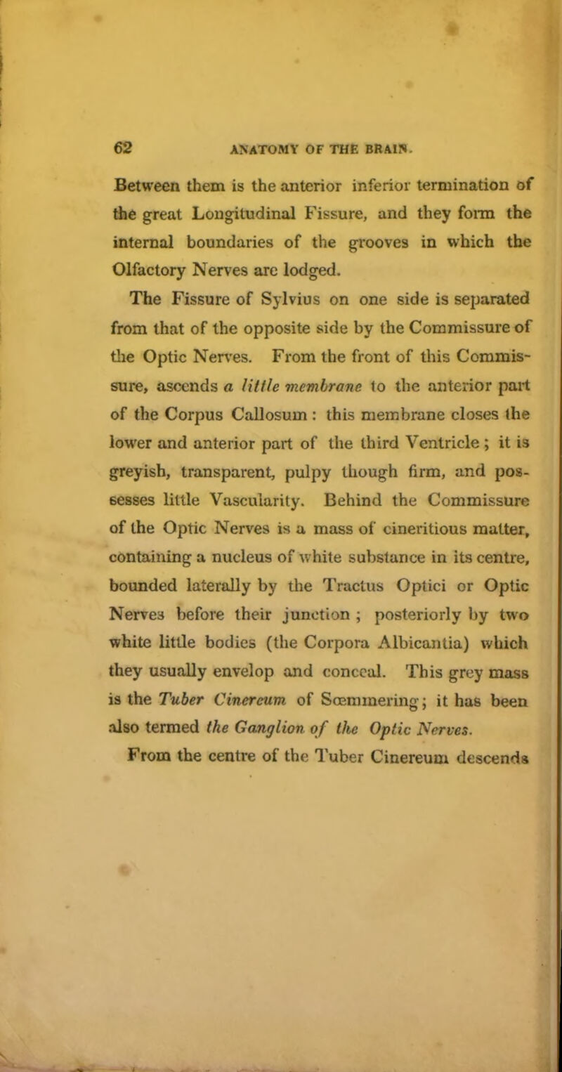 Between them is the anterior inferior termination of &e great Longitudinal Fissure, and they form the internal boundaries of the grooves in which the Olfactory Nerves are lodged. The Fissure of Sylvius on one side is separated from that of the opposite side by the Commissure of the Optic Ner\'es. From the front of this Commis- sure, ascends a little membrane lo the anterior part of the Corpus Callosum : this membrane closes (he lower and anterior part of the third Ventricle ; it is greyish, transparent, pulpy though firm, and pos- sesses little Vascularity. Behind the Commissure of the Optic Nerves is u mass of cineritious matter, containing a nucleus of white substance in its centre, bounded laterally by the Tractus Optici or Optic Nerves before their junction ; posteriorly by two white little bodies (the Corpora Albicantia) which they usually envelop and conceal. This grey mass is the Tuber Cinereum of Soemmering; it has been also termed the Ganglion of the Optic Nerves. From the centre of the Tuber Cinereum descends