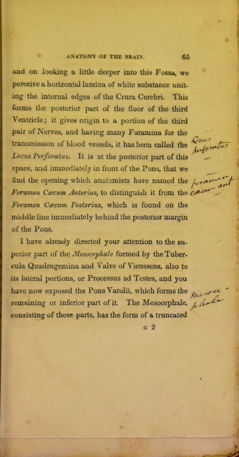 and on looking a little deeper into this Fossa, we perceive a horizontal lamina of white substance unit- ing the internal edges of the Crura Cerebri. This forms the posterior part of the floor of the third Ventricle; it gives origin to a portion of the third pair of Nerves, and having many Foramina for the transmission of blood vessels, it has been called the ^ ^ ' Loc^as Perforatus. It is at the posterior part of this ^ space, and immediately in front of the Pons, that we find the opening which anatomists have named the ^^/t'*^^/' Foramen Ccecum Anterius, to distinguish it from the c^^^- Foramen Cescum Posterius, which is found on the middle line immediately behind the posterior margin of the Pons. I have already directed your attention to the su- perior part of the Mesocepkale formed by the Tuber- cula Quadrugemina and Valve of Vieussens, also to its lateral portions, or Processus ad Testes, and you have now exposed the Pons Varolii, which forms the . ' remaining or inferior part of it. The Mesocephale, /c-^'^ consisting of these parts, has the form of a truncated G 2
