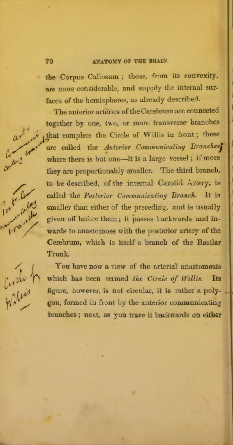 the Corpus Callosum ; those, from its convexity, are more considerable, and supply the internal sur- faces of the hemispheres, as already described. The anterior arteries of the Cerebrum are connected together by one, two, or more transverse- branches Qj)' .A i^hat complete the Circle of Willis in front; these y^^*^ called the Anterior Communicating Branchesj ^ j where there is but one—it is a large vessel; if more ^ they are proportionably smaller. The third branch, ^ to be described, of the internal Caroiiu Artery, is ^ called the Posterior Communicating Branch. It is smaller than either of the preceding, and is usually given off before them J it passes backwards and in- wards to anastomose with the posterior artery of the Cerebrum, which is itself a branch of the Basilar Trunk. / I You have now a view of the arterial anastomosis /•^^'^C/ 'p which has been termed the Circle of Willis. Its ^ figure, however, is not circular, it is rather a poly- . ^ » ^ gon, formed in front by the anterior communicating branches; next, as you trace it backwards on either