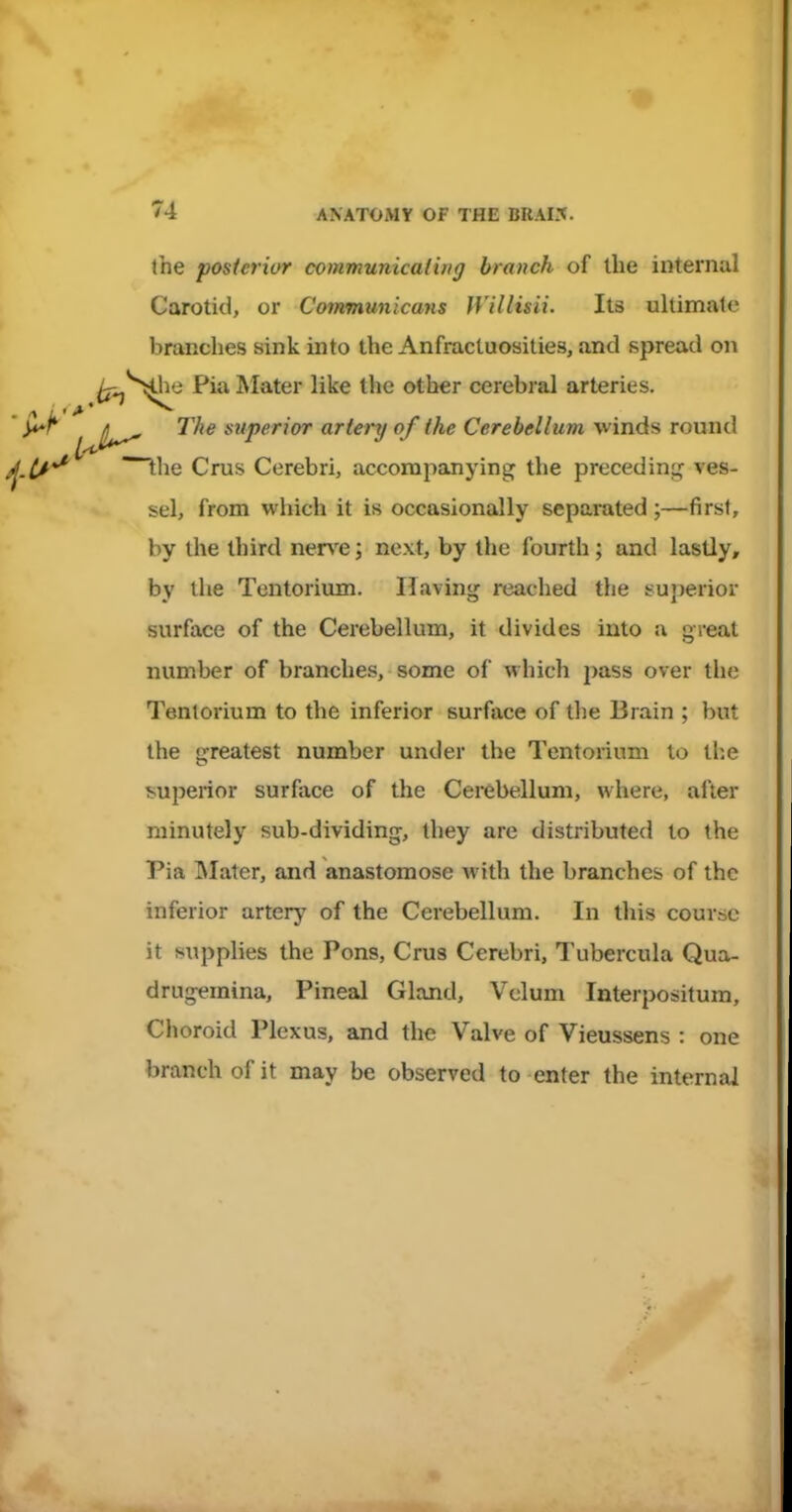 the posterior communicaiing branch of the internal Carotid, or Communicans Willisii. Its ultimate branches sink into the Anfractuosities, and spread on ^'^•^e Pia Mater like the other cerebral arteries. The superior artery of the Cerebellum winds round nthe Crus Cerebri, accompanying the preceding ves- sel, from which it is occasionally separated;—first, by the third nerve; next, by the fourth; and lastly, by the Tentorium. Having reached the superior surface of the Cerebellum, it divides into a great number of branches, some of which pass over the Tentorium to the inferior surface of the Brain ; but the greatest number under the Tentorium to tl:e !^.uperior surface of the Cerebellum, where, after minutely sub-dividing, they are distributed to the Pia INIater, and anastomose with the branches of the inferior artery of the Cerebellum. In this course it supplies the Pons, Crus Cerebri, Tubercula Qua- drugemina. Pineal Gland, Velum Interpositum, Choroid Plexus, and the Valve of Vieussens : one branch of it may be observed to enter the internal