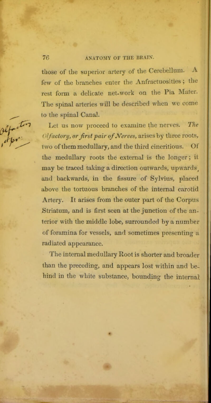 those of the superior artery of the Cerebellum. A few of the branches enter the Anfractuosities; the rest form a delicate net-work on the Pia Mater. The spinal arteries will be described when we come to the spinal Canal. Let us now proceed to examine the nerves. The (>l factory, or first pair ofN'erves, arises by three roots, t wo of them medullary, and the third cineritious. Of the medullary roots the external is the longer; it may be traced taking a direction outwards, upwards^ and backwards, in the fissure of Sylvius, placed above the tortuous branches of the internal carotid Artery. It arises from the outer part of the Corpu.s Striatum, and is first seen at the junction of the an- terior with the middle lobe, surrounded by a number of foramina for vessels, and sometimes presenting a radiated appearance. The internal medullary Root is shorter and broader than the preceding, and appears lost within and be- hind in the white substance, bounding the internal