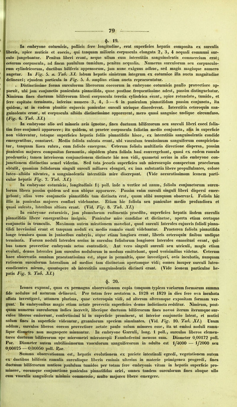 s ! §. 19. ' In embryone coturnicis, pollicis fere longitudine, erat superficies hepatis composita ex surculis * Iliberis, apice muticis et coecis, qui tanquam miliaria corpuscula elongata 2, 3, 4 aequali communi sur- Jculo jungebantur. Penitus liberi erant, neque ullum cum interstitiis sanguinolentis commercium erat; i ceterum corpuscula, ad finem paululum tumidum, penitus aequalia. Numerus surculorum seu corpusculo- rum cylindricorum, ductibus biliferis appensorum, jam nunc exiguus adhuc, sed magis magisque numero ’ augetur. In Fig. 5. a. Tah. XI. lobum hepatis sinistrum integrum ex coturnice illa aucta magnitudine * delineavi; ejusdem particula in Fig. 5. b. amplius etiam aucta repraesentatur. ’ . Distinctissime forma surculorum liberorum coccorum in embryone coturnicis paullo provectiore ap- ' paruit, ubi jam conjunctio paniculata pinnaiifida, quae posthac frequentissime adest, passirn distinguebatur. Nimirum fines ductuum biliferorum liberi corpuscula teretia cylindrica erant, apice rotundato, tumido, et fere capitato terminata, inferius numero 3, 4, 5 — 6 in paniculam pinnatifidam passirn conjuncta, ita quidem, ut in eadem planitie cujusvis paniculae surculi utrinque discederent. Interstitia ceteroquin san- guinolenta erant, nt corpuscula albida distinctissime apparerent, mero quasi sanguine undique circumfuso. {Fig. 6. Tab. XF) In embryone alio ovi minoris avis ignotae, fines ductuum biliferorum seu surculi liberi coeci folia- I tim fere conjuncti apparuere; ita quidem, ut praeter corpuscula foliatim medio conjuncta, alia in superficie I non viderentur, totaque superficies hepatis foliis pinnatifidis hisce, ex interstitiis sanguinolentis candide emergentibus, constaret. Medio foliola sulcata erant, ubi vasculum tenuissimum sanguiferum conspicieba- I tur, tanquam linea rubra, cum foliolo emergens. Ceterum foliola multifaria directione dispersa, passirn paniculas majores compositas formantia, siquidem plura foliola basi convergebant, quasi ex eodem ramulo prodeuntia; tamen interiorem conjunctionem distincte hic non vidi, quametsi serius in alio embryone con- junctionem distinctius semel viderim. Sed tota jecoris superficies sub microscopio conspectum praeclarum obtulit, quoniam foliolorum singuli surculi miliares elongati, ex ima substantia libere propullulantes, colore ] luteo-albido nitentes, a sanguinolentis interstitiis mire discrepant. (Vide accuratissimam iconem parti- culae hepatis Fig. 7. Tab. XF) In embryone coturnicis, longitudinis poli, inde a Vertice ad anum, foliola conjunctorum surcu- lorum libera passirn quidem sed non ubique apparuere. Passirn enim surculi singuli liberi dispersi emer- gebant; alias vero conjunctio pinnatifida tam distincta erat, quam alibi nunquam observavi. Foliola hic i illic in paniculas majores conflari videbantur. Etiam hic foliola seu paniculae medio profundiora et quasi sulcata, lateribus altiora erant. (Vid. Fig. 8. Fab. XF) In embryone coturnicis, jam plumularum rudimentis praedito, superficies hepatis iisdem surculis pinnatifidis libere emergentibus insignis. Paniculae mire candidae et distinctae, aperta etiam certaque conjunctio in trunculis. Maximam autem mirationem movebat, quod surculi laterales cujusvis folioli pinna- ! tifidi brevissimi erant et tanquam noduli ex medio ramulo enati videbantur. Praeterea foliola pinnatifida longe tenuiora quam in junioribus embryis, atque etiam longiora erant, liberis ceteroquin finibus undique terminata. Forsan noduli laterales serius in surculos foliolorum longiores laterales enascituri erant, qui- bus tamen provectior embryonis aetas contradicit. Aut vero singuli surculi seu utriculi, magis etiam evoluti, denuo laterales jam surculos nodulorum in modum emittebant, quod verisimilius videtur. Ceterum haec observatio omnium praestantissima est, atque in permultis, quae investigavi, ovis incubatis, nunquam rationem surculorum lateralium ad medios tam distinctam apertamque vidi; omnes insuper surculi luteo- candicantes mirum, quantopere ab interstitiis sanguinolentis distincti erant. (Vide iconem particulae he- patis Fig. 9. Tab. XF) §. 20. Icones exposui, quas ex permagna observationum copia tanquam typicas variarum formarum summa fide sedulus ad naturam delineavi. Per totam fere aestatem a. 1828 et 1829 in dies fere ova iiicubata allata investigavi, attamen plurima, quae ceteroquin vidi, ad alteram alteramque expositam formam ver- gunt’ In embryonibus magis etiam aetate provectis superficies denuo indistincta redditur. Nimirum, post- quam numerus surculorum indies increvit, liberique ductuum biliferorum fines novos iterum iterumque sur- I culos liberos emiserunt, confertissimi hi in superficie prominent, ut interior conjunctio lateat, et mutici solum fines in superficie videantur, granulorum speciem simulantes. (Vid. Fig. 10. Tab. XF) Unum I addam, surculos liberos coecos provectiore aetate paulo solum minores esse, ita ut emissi noduli ramu- lique dianietro non magnopere minuantur. In embryone Garruli, long. 1 poli., surculos liberos elemeii- tares ductuum biliferorum ope micrometri microscopii Faunhoferani mensus sum. Diameter 0^00172 poli. I Par. Diameter autem subtilissimorum vasculorum sanguiferorum in adulto est iy4000 — iy2000 seu I 0,00025 — 0,00050 poli. P.ar. ' Summa observationum est, hepatis evolutionem ex pariete intestinali egredi, vegetationem autem ex' ductibus biliferis ramulis surculisque liberis emissis ulterius in materie primigenea progredi, fines ductuum biliferorum muticos paululum tumidos per totam fere embryonis vitam in hepatis superficie pro- minere, eorumque conjunctione paniculas pinnatifidas oriri, omnes tandem surculorum fines absque ullo cum vasculis sanguiferis minimis commercio, multo majores libere emergere.