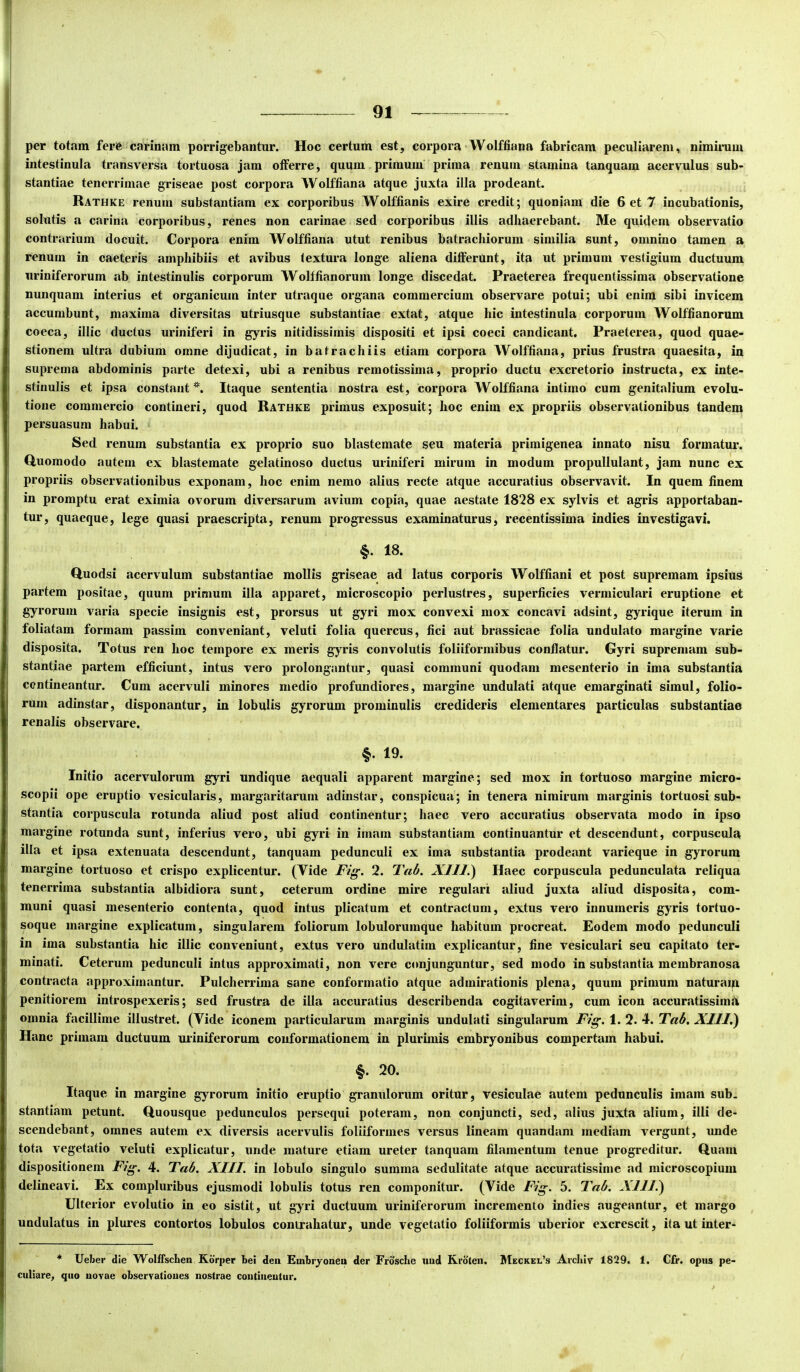 per totam fere carinam porrigebantur. Hoc certum est, corpora Wolffiana fabricam peculiarem, nimirum intestinula transversa tortuosa jam offerre, quum primum prima renum stamina tanquam acervulus sub- stantiae tenerrimae griseae post corpora Wolffiana atque juxta illa prodeant. Rathke renum substantiam ex corporibus Wolffianis exire credit; quoniam die 6 et 7 incubationis, solutis a carina corporibus, renes non carinae sed corporibus illis adhaerebant. Me quidem observatio contrarium docuit. Corpora enim Wolffiana utut renibus batrachiorum similia sunt, omnino tamen a renum in caeteris amphibiis et avibus textm’a longe aliena differunt, ita ut primum vestigium ductuum uriniferorum ab intestinalis corporum Wolffianorum longe discedat. Praeterea frequentissima observatione nunquam interius et organicum inter utraque organa commercium observare potui; ubi enim sibi invicem accumbunt, maxima diversitas utriusque substantiae extat, atque hic intestinula corporum Wolffianorum coeca, illic ductus uriniferi in gyris nitidissimis dispositi et ipsi coeci candicant. Praeterea, quod quae- stionem ultra dubium omne dijudicat, in batrachiis etiam corpora Wolffiana, prius frustra quaesita, in suprema abdominis parte detexi, ubi a renibus remotissima, proprio ductu excretorio instructa, ex inte- stinalis et ipsa constant*. Itaque sententia nostra est, corpora Wolffiana intimo cum genitalium evolu- tione commercio contineri, quod Rathke primus exposuit; hoc enim ex propriis observationibus tandem persuasum habui. Sed renum substantia ex proprio suo blastemate seu materia primigenea innato nisu formatur. Huomodo autem ex blastemate gelatinoso ductus uriniferi mirum in modum propullulant, jam nunc ex propriis observationibus exponam, hoc enim nemo alius recte atque accuratius observavit. In quem finem in promptu erat eximia ovorum diversarum avium copia, quae aestate 1828 ex sylvis et agris apportaban- tur, quaeque, lege quasi praescripta, renum progressus examinaturus, recentissima indies investigavi. §. 18. Huodsi acervulum substantiae mollis griseae ad latus corporis Wolffiani et post supremam ipsius partem positae, quum primum illa apparet, microscopio perlustres, superficies vermiculari eruptione et gyrorum varia specie insignis est, prorsus ut gyri mox convexi mox concavi adsint, gyrique iterum in foliatam formam passim conveniant, veluti folia quercus, fici aut brassicae folia undulato margine varie disposita. Totus ren hoc tempore ex meris gyris convolutis foliiformibus conflatur. Gyri supremam sub- stantiae partem efficiunt, intus vero prolongantur, quasi communi quodam mesenterio in ima substantia contineantur. Cum acervuli minores medio profundiores, margine undulati atque emarginati simul, folio- rum adinstar, disponantur, in lobulis gyrorum prominulis credideris dementares particulas substantiae renalis observare. §. 19. Initio acervulorum gyri undique aequali apparent margine; sed mox in tortuoso margine micro- scopii ope eruptio vesicularis, margaritarum adinstar, conspicua; in tenera nimirum marginis tortuosi sub- stantia corpuscula rotunda aliud post aliud continentur; haec vero accuratius observata modo in ipso margine rotunda sunt, inferius vero, ubi gyri in imam substantiam continuantur et descendunt, corpuscula illa et ipsa extenuata descendunt, tanquam pedunculi ex ima substantia prodeant varieque in gyrorum margine tortuoso et crispo explicentur. (Vide Fig. 2. Tab. XIII.) Haec corpuscula pedunculata reliqua tenerrima substantia albidiora sunt, ceterum ordine mire regulari aliud juxta aliud disposita, com- muni quasi mesenterio contenta, quod intus plicatum et contractum, extus vero innumeris gyris tortuo- soque margine explicatum, singularem foliorum lobulorumque habitum procreat. Eodem modo pedunculi in ima substantia hic illic conveniunt, extus vero undulatim explicantur, fine vesiculari seu capitato ter- minati. Ceterum pedunculi intus approximat!, non vere conjunguntur, sed modo in substantia membranosa contracta approximantur. Pulcherrima sane conformatio atque admirationis plena, quum primum naturaui penitiorem introspexeris; sed frustra de illa accuratius describenda cogitaverim, cum icon accuratissimi omnia facillime illustret. (Vide iconem particularum marginis undulati singularum Fig. 1. 2. 4. Tab. XIII.) Hanc primam ductuum uiiniferorum conformationem in plurimis embryonibus compertam habui. 20. Itaque in margine gyrorum initio eruptio granulorum oritur, vesiculae autem pedunculis imam sub- stantiam petunt. Quousque pedunculos persequi poteram, non conjuncti, sed, alius juxta alium, illi de- scendebant, omnes autem ex diversis acervulis foliiformes versus lineam quandam mediam vergunt, imde tota vegetatio veluti explicatur, unde mature etiam ureter tanquam filamentum tenue progreditur. Quam dispositionem Fig. 4. Tab. XIII. in lobulo singulo summa sedulitate atque accuratissime ad microscopium delineavi. Ex compluribus ejusmodi lobulis totus ren componitur. (Vide Fig. 5. Tab. XIII.) Ulterior evolutio in eo sistit, ut gyri ductuum uriniferorum incremento indies augeantur, et margo undulatus in plures contortos lobulos contrahatur, unde vegetatio foliiformis uberior excrescit, ita ut inter- * Ueber die WolffscLen Kbrper bel den Embiyonen der Frdsche uiid Rrbteii. Meckkl’s Arcliiv 1829. 1. Cfr. opus pe- culiare, qjio uovae observatioues nostrae coutiiieutur.