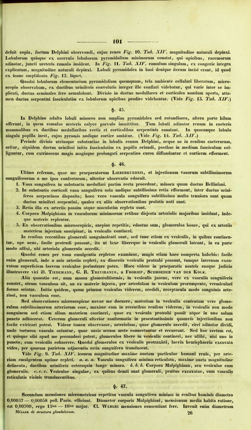 defuit copia, foetum Delpliini observandi, cujus renes Fig. 10. Tab. XIV. magnitudine naturali depinxi. Lobulorum quisque ex acervulo lobulorum pyramidalium minimorum constat, qui apicibus, racemorum adinstar, juncti ureteris ramulo insident. In Fig. 11. Fab. XIV. ramulum singulum, ex congerie integra explicatum, magnitudine naturali depinxi. Lobuli pyramidales in basi denique iterum incisi erant, id quod ex icone amplificata Fig. 12. liquet. duodsi lobulorum elementarium pyramidalium quemquam, tela ambiente cellulari liberatum, micro- scopio observabam, ex ductibus uriniferis convolutis integer ille conflari videbatur, qui varie inter se im- plicati, ductus seminales fere aemulabant. Divisio in ductus medullares et corticales nondum aperta, atta- men ductus serpentini fasciculatim ex lobulorum apicibus prodire videbantur. (Vide Fig. 13. Fab. XIVi) §. 45. In Delphino adulto lobuli minores non amplius pyramidales sed rotundiores, altera parte hilum offerunt, in quem ramulus ureteris calyce parvulo immittitur. Tum lobuli adinstar renum in caeteris mammalibus ex ductibus medullaribus rectis et corticalibus serpentinis constant. In quocunque lobulo singula piipilla inest, cujus pyramis undique cortice ambitur. (Vide Fig. 14. Fab. XIV.) Perinde divisio utriusque substantiae in lobulis renum Delphini, aeque ac in renibus caeterorum, oritur, siquidem ductus uriniferi initio fasciculatim ex papilla oriundi, posthac in medium fasciculum col- liguntur, cum extrinsecus magis magisque prolongati serpentino cursu diffundantur et corticem eflforment. §. 46. Ultimo referam, quae me praeparatorum Lieberkuehnii, et injectionum vasorum subtilissimorum sanguiferorum a me ipso confectarum, ulterior observatio edocuit. 1. Vasa sanguifera in substantia medullari partim recta procedunt, minora quam ductus Ilelliniani. 2. In substantia corticali vasa sanguifera sola undique subtilissima retia efformant, inter ductus urini- feros serpentinos disposita; haec vero vascula sanguifera subtilissima multo tenuiora sunt quam ductus uriniferi serpentini, quales ex aliis observationibus prolatis noti sunt. 3. Retia illa ex arteriis passim atque macidatirn repleta sunt. 4. Corpora Malpighiana in vasculorum minimorum retibus disjecta arteriolis majoribus insidunt, inde- que materie replentur. 5. Ex observationibus microscopicis, saepius repetitis, edoctus sum, glomerulos hosce, qui ex arteriis materiem injectam suscipiunt, in vesiculis contineri. In renibus recentibus glomeruli sanguinolenti sunt, sed tunc etiam ex vesiculis, in quibus continen- tur, ope acus, facile protrudi possunt, ita ut laxe libereque in vesiculis glomeruli lateant, in ea parte modo affixi, ubi arteriola glomerulo accedit. duodsi renes per vasa emulgentia repletos examinas, magis etiam haec comperta habebis: facile enim glomeruli, inde a suis arteriis repleti, ex dissectis vesiculis protrahi possunt, tumque internam exca- vatam superficiem laevem vesiculae perlustrare potes. Haec videre in praeparatis nostris suoque judicio illustravere viri ili. Tiedemann, G. R. Tbeviranus, a Froriep, Schroeder van der Kolk. Alia quaestio est, num massa glomeruliformis, in vesiculis jacens, vere ex vasculis sanguiferis constet, utrum vasculosa sit, an ex materie injecta, per arteriolam in vesiculam prorumpente, vermiculari forma oriatur. Initio quidem, quum primum vesiculas viderem, credidi, receptacula modo sanguinis arte- riosi, non vasculosa esse. Sed obsecrationes microscopicae novae me docuere, materiam in vesiculis contentam vere glome- rulum subtilissimarum arteriarum esse, maxime cum in recentibus renibus viderem, in vesiculis non modo sanguinem sed etiam aliam materiem contineri, quae ex vesicula protrahi possit atque in uno solum puncto adhaereat. Ceterum glomeruli ulterior conformatio in praestantissimis quamvis injectionibus non facile extricari potest. Videor tamen observasse, arteriolam, quae glomerulo accedit, cirri adinstar dividi, unde tortuosa vascula oriuntur, quae ansis secum arcte connectuntur et recurrunt. Sed hoc certum est, et quisque sibi apud me persuaderi potest, glomerulos libere in vesiculis contineri, nec ullibi, nisi uno in puncto, cum vesiculis cohaerere. Huodsi glomerulos ex vesiculis protraxisti, laevia hemisphaeria excavata vides, per quorum parietem adjacentia retia sanguifera transluceat. Vide Fig. 9. Fab. XIV. iconem magnitudine maxime auctam particulae humani renis, per arte- riam emulgentem optime repleti, a. a. a. Vascula sanguifera minima reticulata, maxime aucta magnitudine delineata, ductibus uriniferis ceteroquin longe minora, b. b. b. Corpora Malpighiana, seu vesiculae cum glomerulis, c.c.c. Vesiculae singulae, ex quibus demti sunt glomeruli, penitus excavatae, cum vasculis reticulatis vicinis translucentibus. §. 47. I Secundum mensiones micrometricas repetitas vascula sanguifera minima in renibus hominis diametro 0,00037 — 0,00058 poli. Paris, efficiunt. Diameter corporis Malpighiani, mensionum media habita ratione, i est 0,00700, ergo 13«es — 18»es major. Cl. Weberi mensiones consentiunt fere. Invenit enim diametrum Muller de structura glandularum, 90