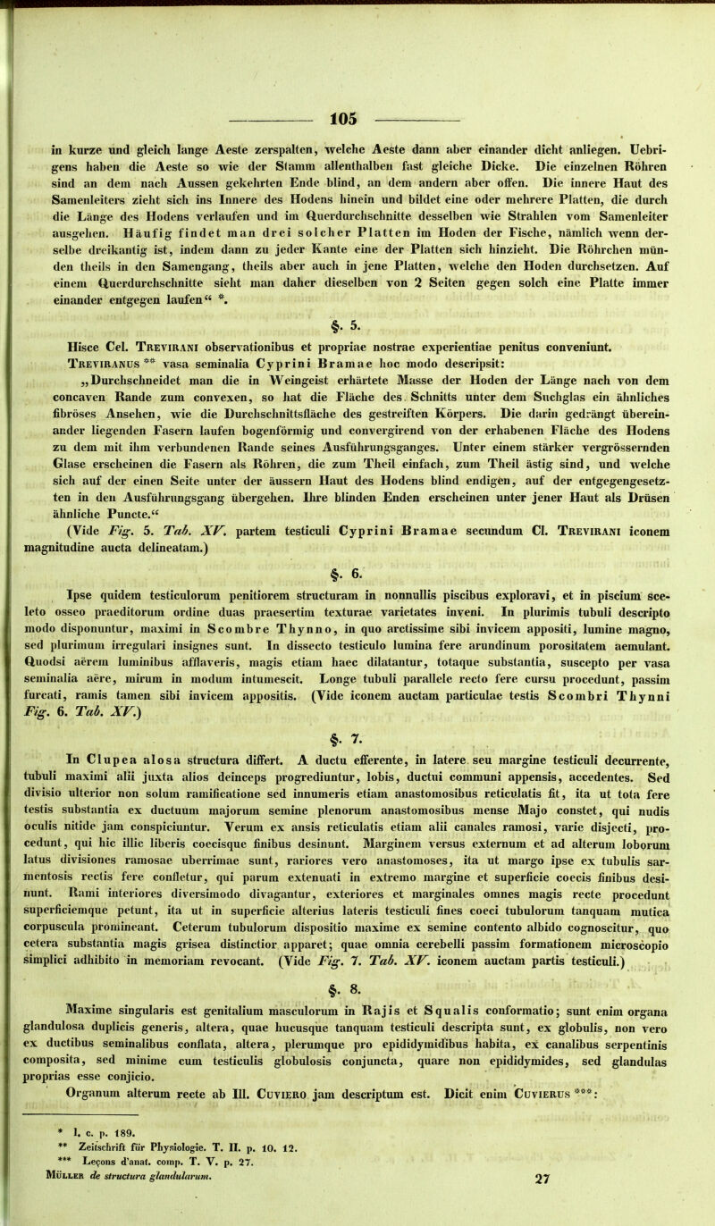 • in kurze und gleich lange Aeste zerspalten, welche Aeste dann aber einander dicht anliegen. Uebri- gens haben die Aeste so wie der Stamm allenthalbeii fast gleiche Dicke. Die einzelnen Rohren sind an dem nach Anssen gekehrten Ende blind, an dem andern aber otfen. Die innere Haut des Samenleiters zieht sicb ins Innere des Hodens hinein und bildet eine oder mehrere Platten, die durch die Lange des Hodens verlaufen und im Querdurchsclmitte desselben wie Strahlen vom Samenleiter ausgelien. Haufig findet man drei solcher Platten im Hoden der Fische, namlich wenn der- selbe dreikantig ist, indem dann zu jeder Kante eine der Platten sich hinzieht. Die Rohrchen mtin- den tlieils in den Samengang, theils aber auch in jene Platten, welche den Hoden durchsetzen. Auf einem duerdurchsclmitte sielit man daher dieselben von 2 Seiten gegen solch eine Platte immer einander entgegen laufen“ §. 5. Hisce Cei. Trevirani observationibus et propriae nostrae experientiae penitus conveniunt. Treviranus * ** vasa seminalia Cyprini Rramae hoc modo descripsit: „ Durchschneidet man die in Weingeist erhiirtete Masse der Hoden der Lange nach von dem concaven Rande zum convexen, so hat die Fliiche des. Schnitts unter dem Suchglas ein ahnliches fibroses Ansehen, wie die Durchschnittsfiache des gestreiften Korpers. Die darin gedrangt tiberein- ander liegenden Fasern laufen bogenfbrmig und convergirend von der erhabenen Flache des Hodens zu dem mit ihm verbundenen Rande seines Ausfiihrungsganges. Unter einem starker vergrossernden Glase erscheinen die Fasern ais Rohren, die zum Theil einfach, zum Theil iistig sind, und welche sich auf der einen Seite unter der iiussern Haut des Hodens blind endigCn, auf der entgegengesetz- ten in den Ausfiihrungsgang iibergehen. Ihre blinden Enden erscheinen unter jener Haut ais Driisen ahnliche Puncte.‘‘ (Vide Fig. 5. Tah. XV, partem testiculi Cyprini Rramae secundum Cl. Trevirani iconem magnitudine aucta dclineatam.) §. 6. Ipse quidem testiculorum penitiorem structuram in nonnullis piscibus exploravi, et in piscium sce- leto osseo praeditorum ordine duas praesertim texturae varietates inyeni. In plurimis tubuli descripto modo disponuntur, maximi in Scombre Thynno, in quo arctissime sibi invicem appositi, lumine magno, sed plurimum irregulari insignes sunt. In dissecto testiculo lumina fere arundinum porositatem aemulant. Huodsi aerem luminibus afflaveris, magis etiam haec dilatantur, totaque substantia, suscepto per vasa seminalia aere, mirum in modum intumescit. Longe tubuli parallele recto fere cursu procedunt, passim furcati, ramis tamen sibi invicem appositis. (Vide iconem auctam particulae testis Scombri Thynni Fig, 6. Tab, XV,) §. 7. In Clupea alosa structura differt. A ductu efferente, in latere seu margine testiculi decurrente, tubuli maximi alii juxta alios deinceps progrediuntur, lobis, ductui communi appensis, accedentes. Sed divisio ulterior non solum ramificatione sed innumeris etiam anastomosibus reticulatis fit, ita ut tota fere testis substantia ex ductuum majorum semine plenorum anastomosibus mense Majo constet, qui nudis oculis nitide jam conspiciuntur. Verum ex ansis reticulatis etiam alii canales ramosi, varie disjecti, pro- cedunt, qui hic illic liberis coecisque finibus desinunt. Marginem versus externum et ad alterum loborum latus divisiones ramosae uberrimae sunt, rariores vero anastomoses, ita ut margo ipse ex tubulis sar- mentosis rectis fere confletur, qui parum extenuati in extremo margine et superficie coecis finibus desi- nunt. Rami interiores diversimodo divagantur, exteriores et marginales omnes magis recte procedunt superficiemque petunt, ita ut in superficie alterius lateris testiculi fines coeci tubulorum tanquam mutica corpuscula promineant. Ceterum tubulorum dispositio maxime ex semine contento albido cognoscitur, quo cetera substantia magis grisea distinctior apparet; quae omnia cerebelli passim formationem microscopio simplici adhibito in memoriam revocant. (Vide Fig, 7. Tab, XV. iconem auctam partis testiculi.) §. 8. Maxime singularis est genitalium masculorum in Rajis et Squalis conformatio; sunt enim organa glandulosa duplicis generis, altera, quae hucusque tanquam testiculi descripta sunt, ex globulis, non vero ex ductibus seminalibus conflata, altera, plerumque pro epididymidibus habita, ex canalibus serpentinis composita, sed minime cum testiculis globulosis conjuncta, quare non epididymides, sed glandulas proprias esse conjicio. Organum alterum recte ab 111. Cuviero jam descriptum est. Dicit enim Cuvierus ***: * I, c. p. 189. ** Zeitschrift fiir PLyfiiologie. T. II. p. 10. 12. *** Lepons d’anat. comp. T. V. p. 27. Muller tfc structura glandularum. 27