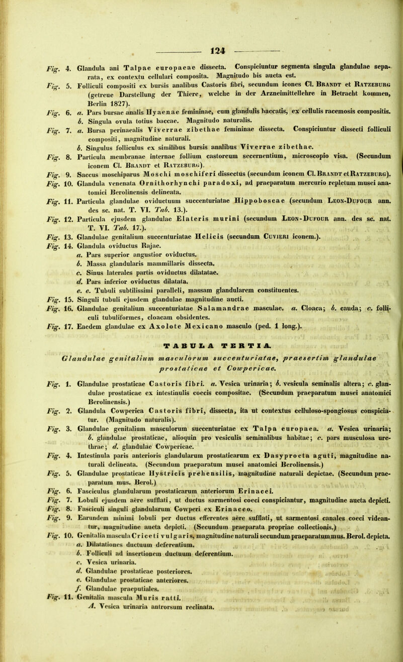 Fig. Fig. Fig. Fig. Fig. Fig. Fig. Fig. Fig. Fig. Fig. Fig. Fig. Fig. Fig. Fig. Fig. Fig. Fig. Fig. Fig. Fig. Fig. Fii 124 4. Glandula ani Talpae europaeae dissecta. Conspiciuntur segmenta singula glandulae sepa- rata, ex contextu cellulari composita. Magnitudo bis aucta est. 5. Folliculi compositi ex bursis analibus Castoris fibri, secundum icones Cl. Beandt et Ratzeburg (getreue Darstellung der Thiere, welche in der Arzneimittellehre in Betracht kommen, Berlin 1827). 6. a. Pars bursae analis Hyaenae femininae, cum glandulis baccatis, ex cellulis racemosis compositis. b. Singula ovula totius baccae. Magnitudo naturalis. 7. a. Bursa perinaealis Viverrae zibethae femininae dissecta. Conspiciuntur dissecti folliculi compositi, magnitudine naturali. b. Sinffulus folliculus ex similibus bursis analibus Viverrae zibethae. 8. Particula membranae internae follium castoreum secernentium, microscopio visa. (Secundum iconem Cl. Beandt et Ratzebueg). 9. Saccus moschiparus Moschi moschiferi dissectus (secundum iconem CI.BeandtetRATZEBUEc). 10. Glandula venenata Ornithorhynchi paradoxi, ad praeparatum mercurio repletum musei ana- tomici Berolinensis delineata. 11. Particula glandulae oviductuum succenturiatae Hippoboscae (secundum Leon-Dufoue ann, des sc. nat. T. VI. Tab. 13.). 12. Particula ejusdem glandulae Elateris murini (secundum Leon-Dufoue ann. des sc. nat. T. VI. Tab. 17.). 13. Glandulae genitalium succenturiatae Helicis (secundum Cuvieri iconem.). 14. Glandula oviductus Rajae. a. Pars superior angustior oviductus. b. Massa glandularis mammillaris dissecta. c. Sinus laterales partis oviductus dilatatae. d. Pars inferior oviductus dilatata. e. e. Tubuli subtilissimi paralleli, massam glandularem constituentes. 15. Singuli tubuli ejusdem glandulae magnitudine aucti. 16. Glandulae genitaliiun succenturiatae Salamandrae masculae, a. Cloaca; b. cauda; c. folli- culi tubuliformes, cloacam obsidentes. 17. Eaedem glandulae ex Axolote Mexicano masculo (ped. 1 long.). T A B U !■ A TERTIA. Glandulae genitalium masculorum succenturiatae, praesertim glandulae prostaticae et Cowpericae. 1. Glandulae prostaticae Castoris fibri, a. Vesica urinaria; b. vesicula seminalis altera; c. glan- dulae prostaticae ex intestinalis coecis compositae. (Secundum praeparatum musei anatomici Berolinensis.) 2. Glandula Cowperica Castoris fibri, dissecta, ita ut contextus celluloso-spongiosus conspicia- tur. (Magnitudo naturalis). 3. Glandulae genitalium masculorum succenturiatae ex Talpa europaea. a. Vesica urinaria; b. glandulae prostaticae, alioquin pro vesiculis seminalibus habitae; c. pars musculosa ure- thrae; d. glandulae Cowpericae. 4. Intestinula paris anterioris glandularum prostaticarum ex Dasyprocta aguti, magnitudine na- turali delineata. (Secundum praeparatum musei anatomici Berolinensis.) 5. Glandulae prostaticae Hystricis preliensilis, magnitudine naturali depictae. (Secundum prae- paratum mus. Berol.) 6. Fasciculus glandularum prostaticarum anteriorum Erinacei. 7. Lobuli ejusdem aere sufflati, ut ductus sarmentosi coeci conspiciuntur, magnitudine aucta depicti. 8. Fasciculi singuli glandularum Cowperi ex Erinaceo. 9. Earundem minimi lobuli per ductus efferentes aere sufflati, ut sarmentosi canales coeci videan- tur, magnitudine aucta depicti. (Secundum praeparata propriae collectionis.) 10. Genitalia masculaCr ice ti vulgaris, magnitudine naturali secundum praeparatummus. Berol. depicta. a. Dilatationes ductuum deferentium. b. Folliculi ad insertionem ductuum deferentium. , c. Vesica urinaria. d. Glandulae prostaticae posteriores. e. Glandulae prostaticae anteriores. f. Glandulae praeputiales. 11. Genitalia mascula Muris ratti. A. Vesica urinaria antrorsum reclinata.