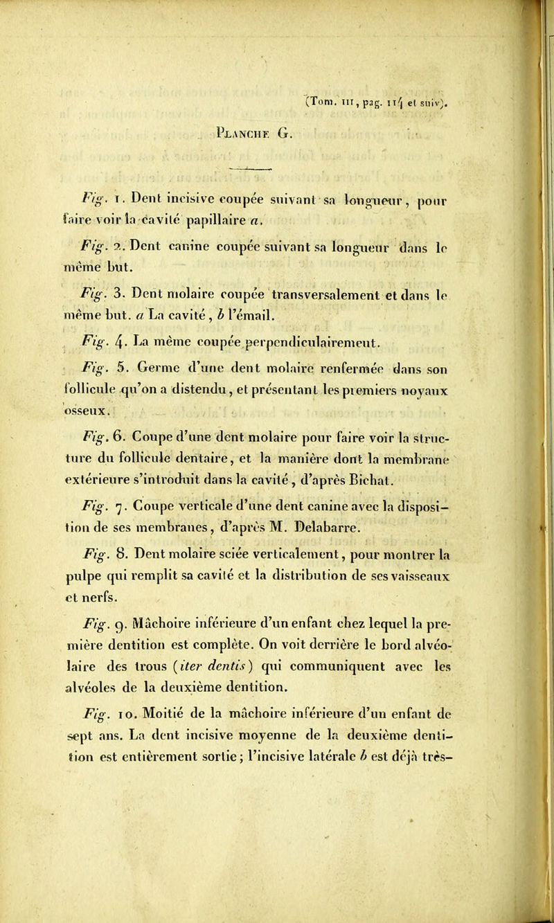 (Tom. ni,pag. H/| et siiiV). Planche G. Fig. t. Dent incisive coupée suivant sa longueur, pour faire voir la cavité papillaire a, Fig. ?.. Dent canine coupée suivant sa longueur dans lo même but. Fig. 3. Dent molaire coupée transversalement et dans le même but. a La cavité , b l'émail. Fig. 4. La même coupée perpendiculairement. Fig. 5. Germe d'une dent molaire renfermée dans son follicule qu'on a distendu, et présentant les premiers noyaux osseux. Fig, 6. Coupe d'une dent molaire pour faire voir la struc- ture du follicule dentaire, et la manière dont la membrane extérieure s'introduit dans la cavité, d'après Bichat. Fig. 7. Coupe verticale d'une dent canine avec la disposi- tion de ses membranes, d'après M. Delabarre. Fig. 8. Dent molaire sciée verticalement, pour montrer la pulpe qui remplit sa cavilé et la distribution de ses vaisseaux et nerfs. Fig. g. Mâchoire inférieure d'un enfant chez lequel la pre- mière dentition est complète. On voit derrière le bord alvéo- laire des trous (iter dentis) qui communiquent avec les alvéoles de la deuxième dentition. Fis. 10. Moitié de la mâchoire inférieure d'un enfant de sept ans. La dent incisive moyenne de la deuxième denti- tion est entièrement sortie; l'incisive latérale h est déjà très-