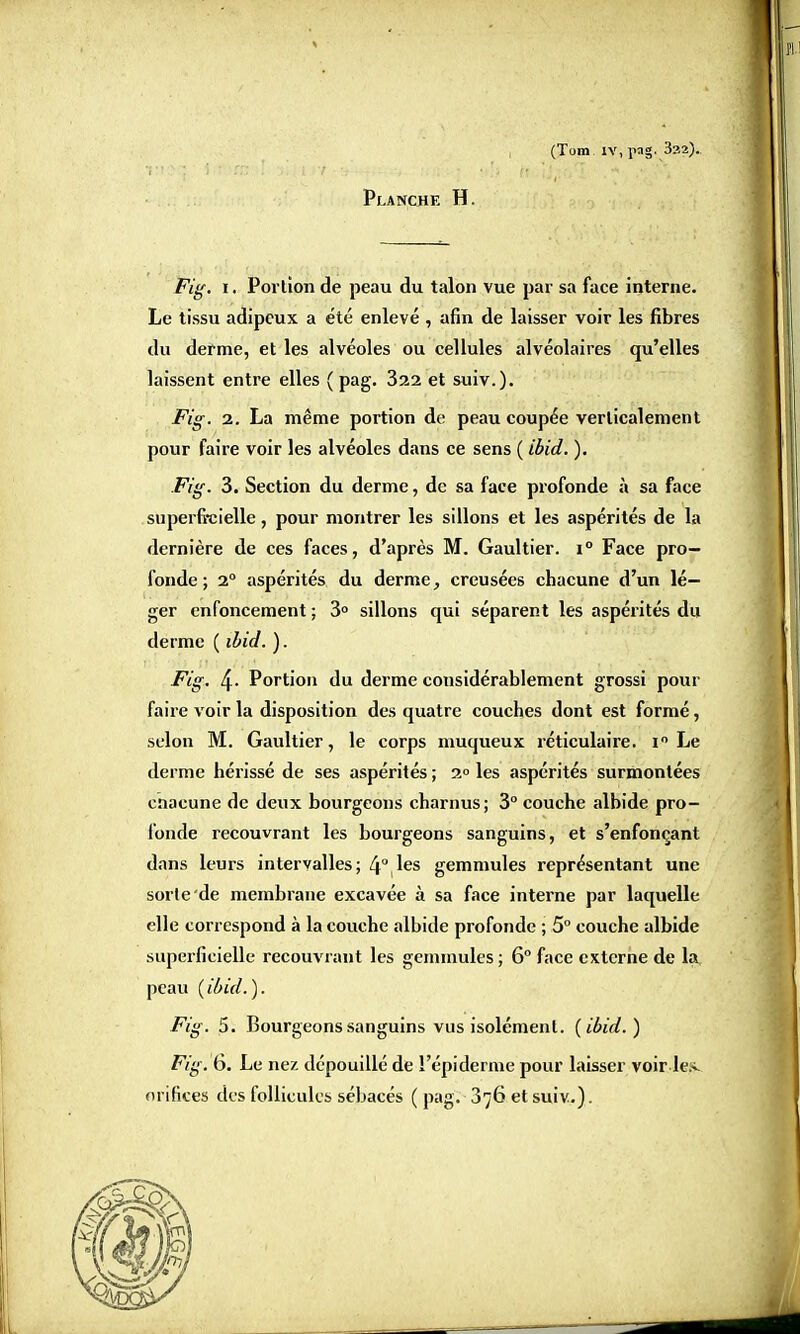 Planche H. (Tom îv, pag. 322). Fig. i. Portion de peau du talon vue par sa face interne. Le tissu adipeux a été enlevé , afin de laisser voir les fibres du derme, et les alvéoles ou cellules alvéolaires qu'elles laissent entre elles ( pag. 322 et suiv.). Fig. 2. La même portion de peau coupée verticalement pour faire voir les alvéoles dans ce sens ( ibid. ). Fig. 3. Section du derme, de sa face profonde à sa face superficielle, pour montrer les sillons et les aspérités de la dernière de ces faces, d'après M. Gaultier. i° Face pro- fonde; 2° aspérités du derme, creusées chacune d'un lé- ger enfoncement ; 3° sillons qui séparent les aspérités du derme ( ibid. ). Fig. 4- Portion du derme considérablement grossi pour faire voir la disposition des quatre couches dont est formé, selon M. Gaultier, le corps muqueux réticulaire. i Le derme hérissé de ses aspérités ; 2° les aspérités surmontées enacune de deux bourgeons charnus; 3° couche albide pro- fonde recouvrant les bourgeons sanguins, et s'enfonçant dans leurs intervalles; 4° les gemmules représentant une sorte de membrane excavée à sa face interne par laquelle elle correspond à la couche albide profonde ; 5° couche albide superficielle recouvrant les gemmules; 6° face externe de la. peau {ibid.). Fig. 5. Bourgeons sanguins vus isolément, (ibid.) Fig. 6. Le nez dépouillé de l'épidémie pour laisser voir le;< orifices des follicules sébacés (pag. 376etsuiv.).