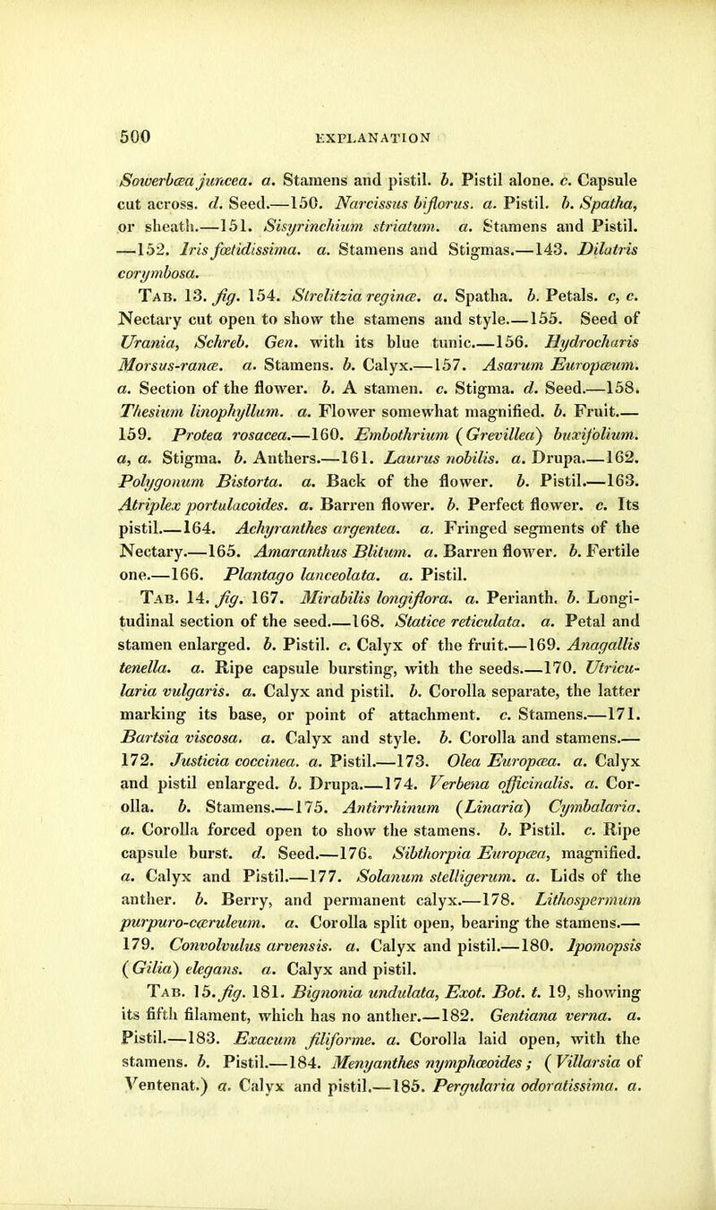 Soioerbcea juncea. a. Stamens and pistil, b. Pistil alone, c. Capsule cut across, d. Seed.—130. Narcissus hijiorus. a. Pistil. Spatha, or sheath.—151. Sisyrinchium striatum, a. Stamens and Pistil. —152. Iris fietidissima. a. Stamens and Stigmas.—143. Dilatris corymbosa. Tab. 13. Jig. 154. Slrelitzia regince. a. Spatha. 6. Petals, c, c. Nectary cut open to show the stamens and style 155. Seed of Urania, Schreb, Gen. with its blue tunic.—156. Hydrocharis Morsus-rancB. a. Stamens, b. Calyx.—137. Asarum Europaum. a. Section of the flower, b. A stamen, c. Stigma, d. Seed.—158. Thesium linophyllum. a. Flower somewhat magnified, b. Fruit.— 159. Protea rosacea.—160. Embothrium (^Grevillea^ buxij'olium. a, a. Stigma, b. Anthers.—161. Laurus nobilis. a. Drupa.—162. Polygonum Bistorta. a. Back of the flower, b. Pistil.—163. Atriplex portulacoides. a. Barren flower, b. Perfect flower, c. Its pistil 164. Achyranthes argentea. a, Fringed segments of the Nectary.—165. Amaranthus Blitum. a. Barren flower. 5. Fertile one.—166. Plantago lanceolata. a. Pistil. Tab. 14. Jig. 167. Mirabilis longijiora. a. Perianth, b. Longi- tudinal section of the seed.—168. Statice reticulata, a. Petal and stamen enlarged, b. Pistil, c. Calyx of the fruit.—169. Anagallis tenella. a. Ripe capsule bursting, with the seeds 170. Utricu- laria vulgaris, a. Calyx and pistil, b. Corolla separate, the latter marking its base, or point of attachment, c. Stamens.—171. Bartsia viscosa, a. Calyx and style, b. Coi'olla and stam^ens.— 172. Justicia coccinea. a. Pistil.—173. Olea Europma. a. Calyx and pistil enlarged, b. Drupa.—174. Verbena officinalis, a. Cor- olla, b. Stamens.—175. Antirrhinum {LinaricC) Cymbalaria. a. Corolla forced open to show the stamens, b. Pistil, c. Ripe capsule burst, d. Seed.—176. SibtJiorpia Europcea, magnified. a. Calyx and Pistil.—177. Solanum stelligerum. a. Lids of the anther, b. Berry, and permanent calyx.—178. Lithospermum purpuro-cceruleum. a. Corolla split open, bearing the stamens.— 179. Convolvulus arvensis. a. Calyx and pistil.—180. Ipomopsis (Gilia) elegans. a. Calyx and pistil. Tab. \b.Jig. 181, Bignonia undulata, Exot. Bot. t. 19, showing its fifth filament, which has no anther.—182. Gentiana verna. a. Pistil.—183. Exacum Jiliforme. a. Corolla laid open, with the stamens, b. Pistil.—184. Menyanthes nymphceoides ; (Villarsia o( Ventenat.) a. Calyx and pistil.—183. Pergularia odoratissima. a.