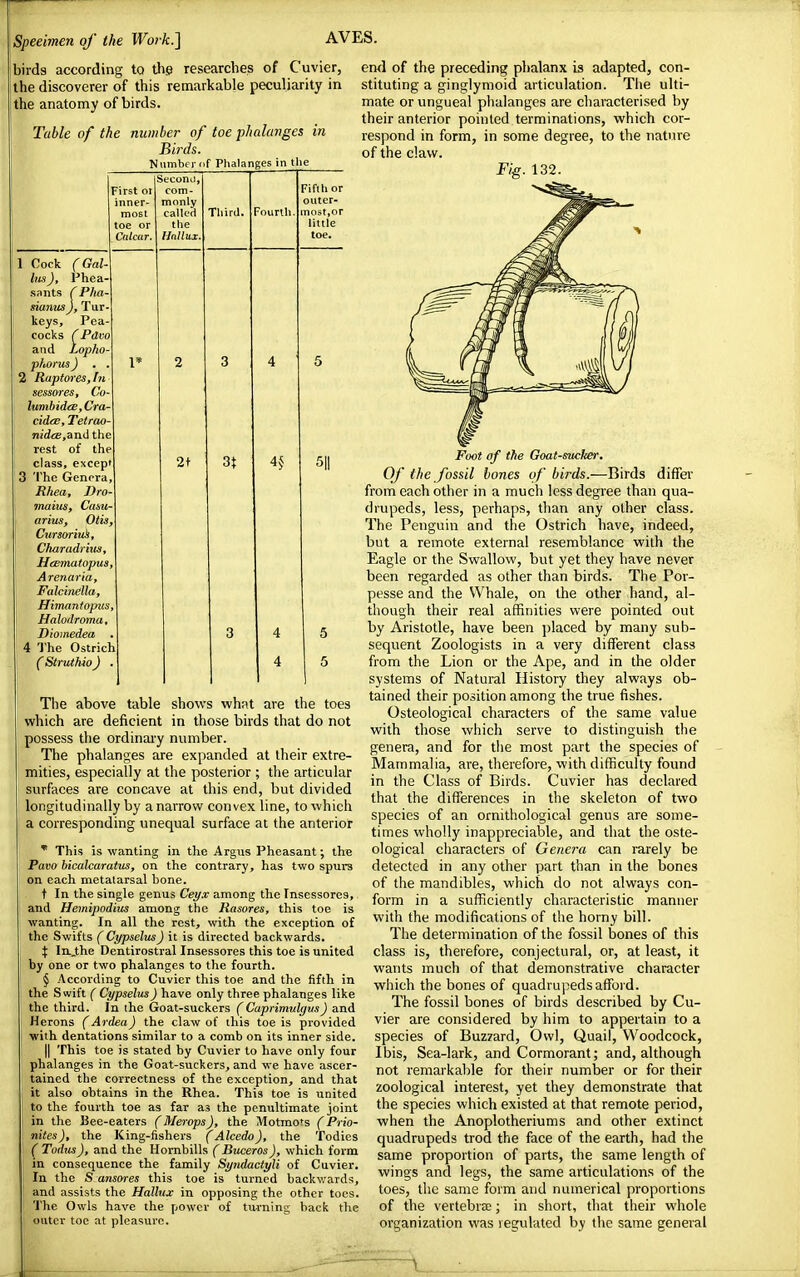 Speeimen of the Work.] AVES. birds according to the researches of Cuvier, the discoverer of this remarkable peculiarity in the anatomy of birds. Table of the number of toe phalanges in Birds. Number of Phalanges in the First or inner- most toe or Cctlcar. Second, com- monly called the Hallux. 1 Cock (Gal his), Phea- sants (Pha- sianusJ, Tur- keys, Pea cocks (Pdvo and Lopho- phorus) . . 2 Raptores,In sessores, Co- lumbidce, Cra- cidce, Tetrao- nidce,and the rest of the class, excep' 3 The Genera Rhea, Dro- mains, Casta- arius, Otis, Cursorius, Churudrius Heematopus, Armaria, Falcinella, Himantopus, Halodroma, Diomedea The Ostrich ( Struthio ) Third. Fourth 2+ 3t end of the preceding phalanx is adapted, con- stituting a ginglymoid articulation. The ulti- mate or ungueal phalanges are characterised by their anterior pointed terminations, which cor- respond in form, in some degree, to the nature of the claw. Fig. 132. Fifth or outer- most,or little toe. 4* 5|| The above table shows what are the toes which are deficient in those birds that do not possess the ordinary number. The phalanges are expanded at their extre- mities, especially at the posterior ; the articular surfaces are concave at this end, but divided longitudinally by a narrow convex line, to which a corresponding unequal surface at the anterior * This is wanting in the Argus Pheasant; the Pavo bicalcaratus, on the contrary, has two spurs on each metatarsal bone. t In the single genus Ceyx among the Insessores,. and Hemipodius among the Rasores, this toe is wanting. In all the rest, with the exception of the Swifts ( Cypselus) it is directed backwards. % In._the Dentirostral Insessores this toe is united by one or two phalanges to the fourth. § According to Cuvier this toe and the fifth in the Swift ( Cypselus) have only three phalanges like the third. In the Goat-suckers (Caprimulgus) and Herons (Ardea) the claw of this toe is provided with dentations similar to a comb on its inner side. || This toe is stated by Cuvier to have only four phalanges in the Goat-suckers, and we have ascer- tained the correctness of the exception, and that it also obtains in the Rhea. This toe is united to the fourth toe as far as the penultimate joint in the Bee-eaters (Merops), the Motmots (Prio- rities ), the King-fishers ( Alcedo), the Todies ( Todus), and the Hornbills (Buceros), which form in consequence the family Syyidactyli of Cuvier. In the S ansores this toe is turned backwards, and assists the Hallux in opposing the other toes. The Owls have the power of turning back the outer toe at pleasure. Foot of the Goat-sucher. Of the fossil bones of birds.—Birds differ from each other in a much less degree than qua- drupeds, less, perhaps, than any other class. The Penguin and the Ostrich have, indeed, but a remote external resemblance with the Eagle or the Swallow, but yet they have never been regarded as other than birds. The Por- pesse and the Whale, on the other hand, al- though their real affinities were pointed out by Aristotle, have been placed by many sub- sequent Zoologists in a very different class from the Lion or the Ape, and in the older systems of Natural History they always ob- tained their position among the true fishes. Osteological characters of the same value with those which serve to distinguish the genera, and for the most part the species of Mammalia, are, therefore, with difficulty found in the Class of Birds. Cuvier has declared that the differences in the skeleton of two species of an ornithological genus are some- times wholly inappreciable, and that the oste- ological characters of Genera can rarely be detected in any other part than in the bones of the mandibles, which do not always con- form in a sufficiently characteristic manner with the modifications of the horny bill. The determination of the fossil bones of this class is, therefore, conjectural, or, at least, it wants much of that demonstrative character which the bones of quadrupeds afford. The fossil bones of birds described by Cu- vier are considered by him to appertain to a species of Buzzard, Owl, Quail, Woodcock, Ibis, Sea-lark, and Cormorant; and, although not remarkable for their number or for their zoological interest, yet they demonstrate that the species which existed at that remote period, when the Anoplotheriums and other extinct quadrupeds trod the face of the earth, had the same proportion of parts, the same length of wings and legs, the same articulations of the toes, the same form and numerical proportions of the vertebra; in short, that their whole organization was regulated by the same general