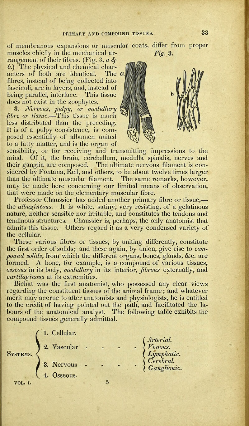 of membranous expansions or muscular coats, differ from proper muscles chiefly in the mechanical ar- Fig. 3. rangement of their fibres. (Fig. 3, a Sf b.) The physical and chemical char- acters of both are identical. The fibres, instead of being collected into fasciculi, are in layers, and, instead of being parallel, interlace. This tissue does not exist in the zoophytes. 3. Nervous, pulpy, or medullary fibre or tissue.—This tissue is much less distributed than the preceding. It is of a pulpy consistence, is com- posed essentially of albumen united to a fatty matter, and is the organ of sensibility, or for receiving and transmitting impressions to the mind. Of it, the brain, cerebellum, medulla spinalis, nerves and their ganglia are composed. The ultimate nervous filament is con- sidered by Fontana, Reil, and others, to be about twelve times larger than the ultimate muscular filament. The same remarks, however, may be made here concerning our limited means of observation, that were made on the elementary muscular fibre. Professor Chaussier has added another primary fibre or tissue,— the albugineous. It is white, satiny, very resisting, of a gelatinous nature, neither sensible nor irritable, and constitutes the tendons and tendinous structures. Chaussier is, perhaps, the only anatomist that admits this tissue. Others regard it as a very condensed variety of the cellular. These various fibres or tissues, by uniting differently, constitute the first order of solids; and these again, by union, give rise to com- pound solids, from which the different organs, bones, glands, &c. are formed. A bone, for example, is a compound of various tissues, osseous in its body, medullary in its interior, fibrous externally, and cartilaginous at its extremities. Bichat was the first anatomist, who possessed any clear views regarding the constituent tissues of the animal frame; and whatever merit may accrue to after anatomists and physiologists, he is entitled to the credit of having pointed out the path, and facilitated the la- bours of the anatomical analyst. The following table exhibits the compound tissues generally admitted. Systems. 1. Cellular. 2. Vascular 3. Nervous 4. Osseous. Arterial. Venous. Lymphatic. Cerebral. Ganglionic. VOL. I.