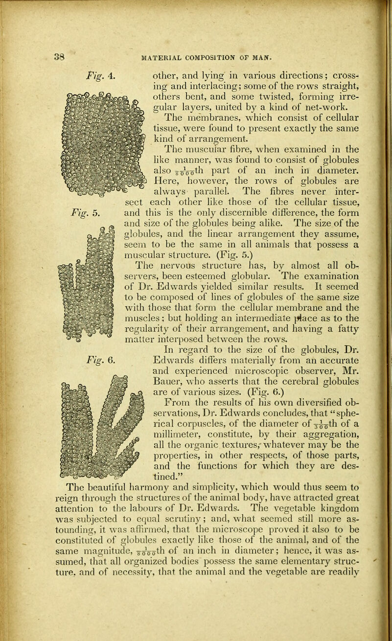 sect Fig. 4. other, and lying in various directions; cross- ing and interlacing; some of the rows straight, others bent, and some twisted, forming irre- gular layers, united by a kind of net-work. The membranes, which consist of cellular tissue, were found to present exactly the same kind of arrangement. The muscuiar fibre, when examined in the like manner, was found to consist of globules also ^-jsVoth part of an inch in diameter. Here, however, the rows of globules are always parallel. The fibres never inter- each other like those of the cellular tissue, and this is the only discernible difference, the form and size of the globules being alike. The size of the globules, and the linear arrangement they assume, seem to be the same in all animals that possess a muscular structure. (Fig. 5.) The nervous structure has, by almost all ob- servers, been esteemed globular. The examination of Dr. Edwards yielded similar results. It seemed to be composed of lines of globules of the same size with those that form the cellular membrane and the muscles; but holding an intermediate place as to the regularity of their arrangement, and having a fatty matter intei-posed between the rows. In regard to the size of the globules, Dr. Edwards differs materially from an accurate and experienced microscopic observer, Mr. Bauer, who asserts that the cerebral globules are of various sizes. (Fig. 6.) IHm^ JHF HH From the results of his own diversified ob- fff^B smf Jk 3 servations, Dr. Edwards concludes, that sphe- rical corpuscles, of the diameter of 3^-oth of a millimeter, constitute, by their aggregation, all the organic textures,'whatever may be the properties, in other respects, of those parts, and the functions for which they are des- tined. The beautiful harmony and simplicity, which wyould thus seem to reign through the structures of the animal body, have attracted great attention to the labours of Dr. Edwards. The vegetable kingdom was subjected to equal scrutiny; and, what seemed still more as- tounding, it was affirmed, that the microscope proved it also to be constituted of globules exactly like those of the animal, and of the same magnitude, ^Voth of an inch in diameter; hence, it was as- sumed, that all organized bodies possess the same elementary struc- ture, and of necessity, that the animal and the vegetable are readily Fig. 6.