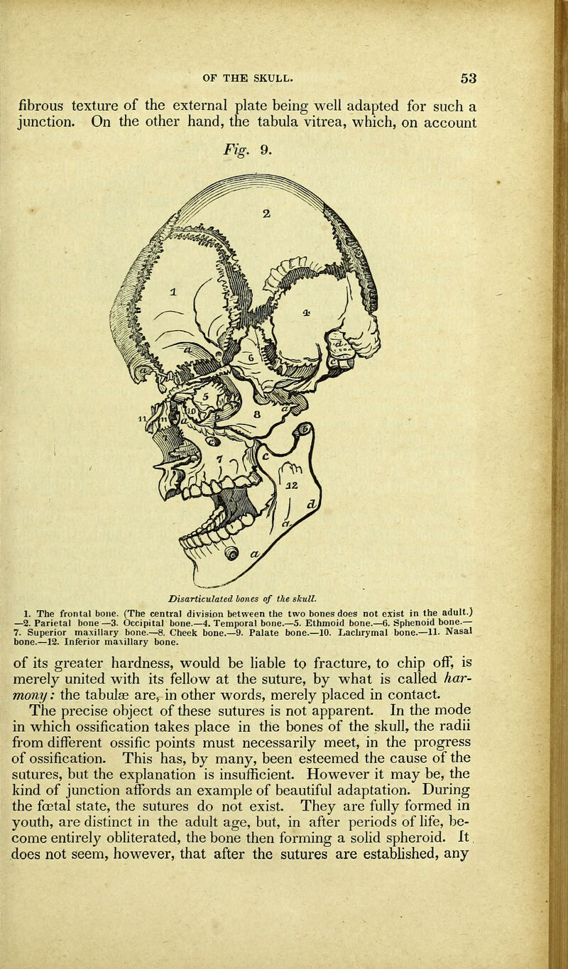 fibrous texture of the external plate being well adapted for such a junction. On the other hand, the tabula vitrea, which, on account Fig. 9. Disarticulated bones of the skull. 1. The frontal bone. (The central division between the two bones does not exist in the adult.) —2. Parietal bone —3. Occipital bone.—4. Temporal bone.—5. Ethmoid bone.—6. Sphenoid bone.— 7. Superior maxillary bone.—8. Cheek bone.—9. Palate bone.—10. Lachrymal bone.—11. Nasal bone.—12. Inferior maxillary bone. of its greater hardness, would be liable to fracture, to chip off, is merely united with its fellow at the suture, by what is called har- mony: the tabulae are, in other words, merely placed in contact. The precise object of these sutures is not apparent. In the mode in which ossification takes place in the bones of the skull, the radii from different ossific points must necessarily meet, in the progress of ossification. This has, by many, been esteemed the cause of the sutures, but the explanation is insufficient. However it may be, the kind of junction affords an example of beautiful adaptation. During the foetal state, the sutures do not exist. They are fully formed in youth, are distinct in the adult age, but, in after periods of life, be- come entirely obliterated, the bone then forming a solid spheroid. It does not seem, however, that after the sutures are established, any