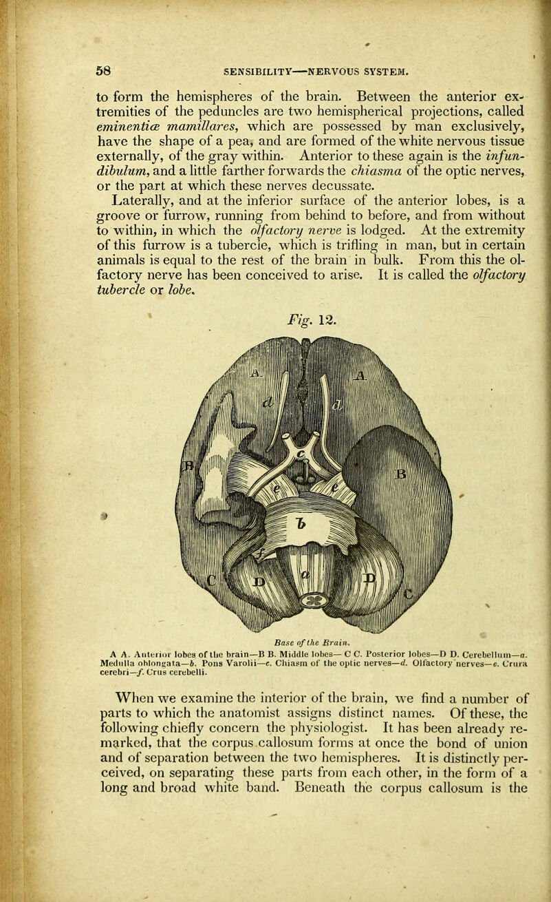 to form the hemispheres of the brain. Between the anterior ex- tremities of the peduncles are two hemispherical projections, called eminentice mamillares, which are possessed by man exclusively, have the shape of a pea, and are formed of the white nervous tissue externally, of the gray within. Anterior to these again is the infitn- dibulum, and a little farther forwards the chiasma of the optic nerves, or the part at which these nerves decussate. Laterally, and at the inferior surface of the anterior lobes, is a groove or furrow, running from behind to before, and from without to within, in which the olfactory nerve is lodged. At the extremity of this furrow is a tubercle, which is trifling in man, but in certain animals is equal to the rest of the brain in bulk. From this the ol- factory nerve has been conceived to arise. It is called the olfactory tubercle or lobe. Fig. 12. Base of the Brain. A A. Anterior lobes of the brain—B B. Middle lobes— C C. Posterior lobes—D D. Cerebellum—a. Medulla ohlonsata—4. Pons Varolii—e. Chiasm of the optic nerves—d. Olfactory nerves— e. Crura cerebri—/. Cms cerebelli. When we examine the interior of the brain, we find a number of parts to which the anatomist assigns distinct names. Of these, the following chiefly concern the physiologist. It has been already re- marked, that the corpus.callosum forms at once the bond of union and of separation between the two hemispheres. It is distinctly per- ceived, on separating these parts from each other, in the form of a long and broad white band. Beneath the corpus callosum is the