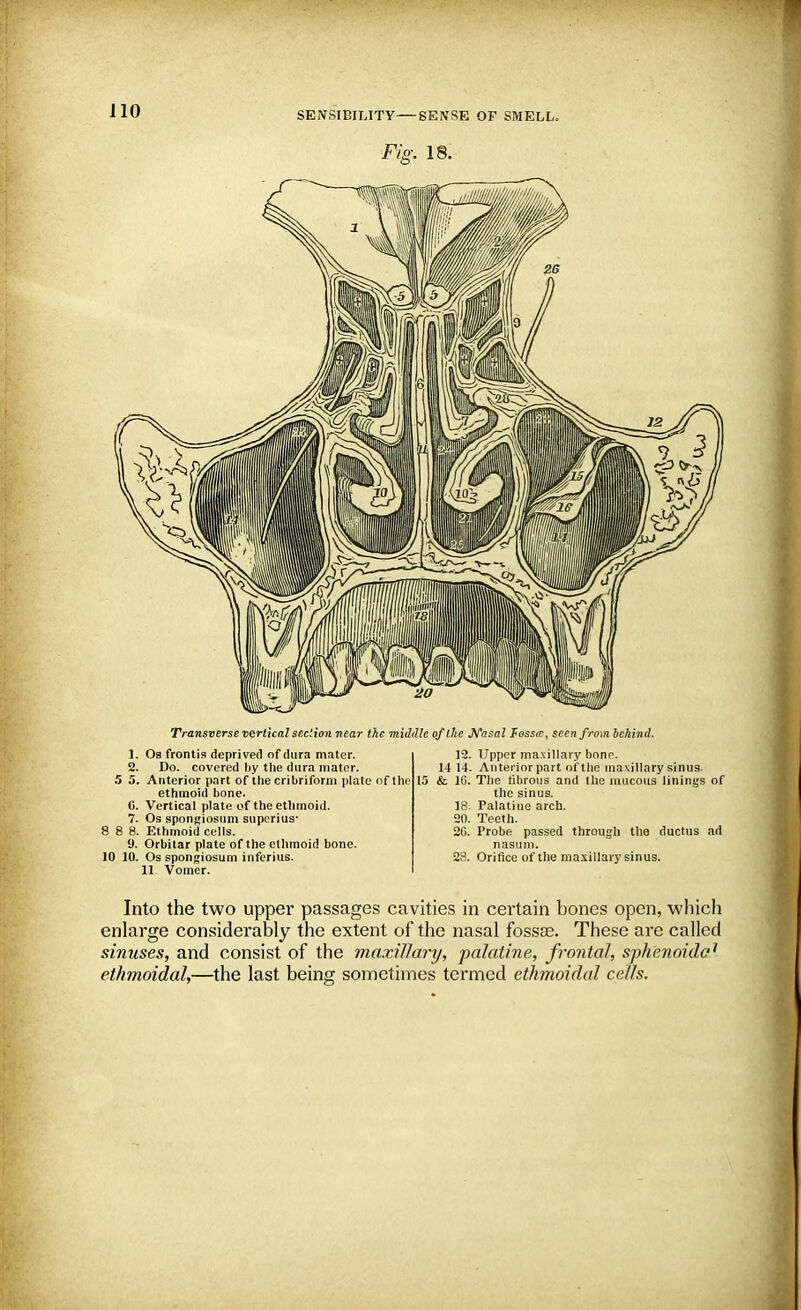 Fig. 18. Transverse vertical section near the middle of the Nasal fossa1, seen from behind. 1. Os frontis deprived of dura mater. 2. Do. covered by the dura mater. 5 5. Anterior part of the cribriform plate of the ethmoid bone. C. Vertical plate of the ethmoid. 7. Os spongiosum superius' 8 8 8. Ethmoid cells. 9. Orbitar plate of the ethmoid bone. 10 10. Os spongiosum inferius. 11 Vomer. 12. Upper maxillary bone. 14 14. Anterior part of the maxillary sinus. 15 & 16. The fibrous and the mucous linings of the sinus. 18. Palatine arch. 20. Teeth. 20. Probe passed through the ductus ad nasum. 28. Orifice of the maxillary sinus. Into the two upper passages cavities in certain bones open, which enlarge considerably the extent of the nasal fossae. These are called sinuses, and consist of the maxillary, palatine, frontal, sphenoidal ethmoidal,—the last being sometimes termed ethmoidal cells.