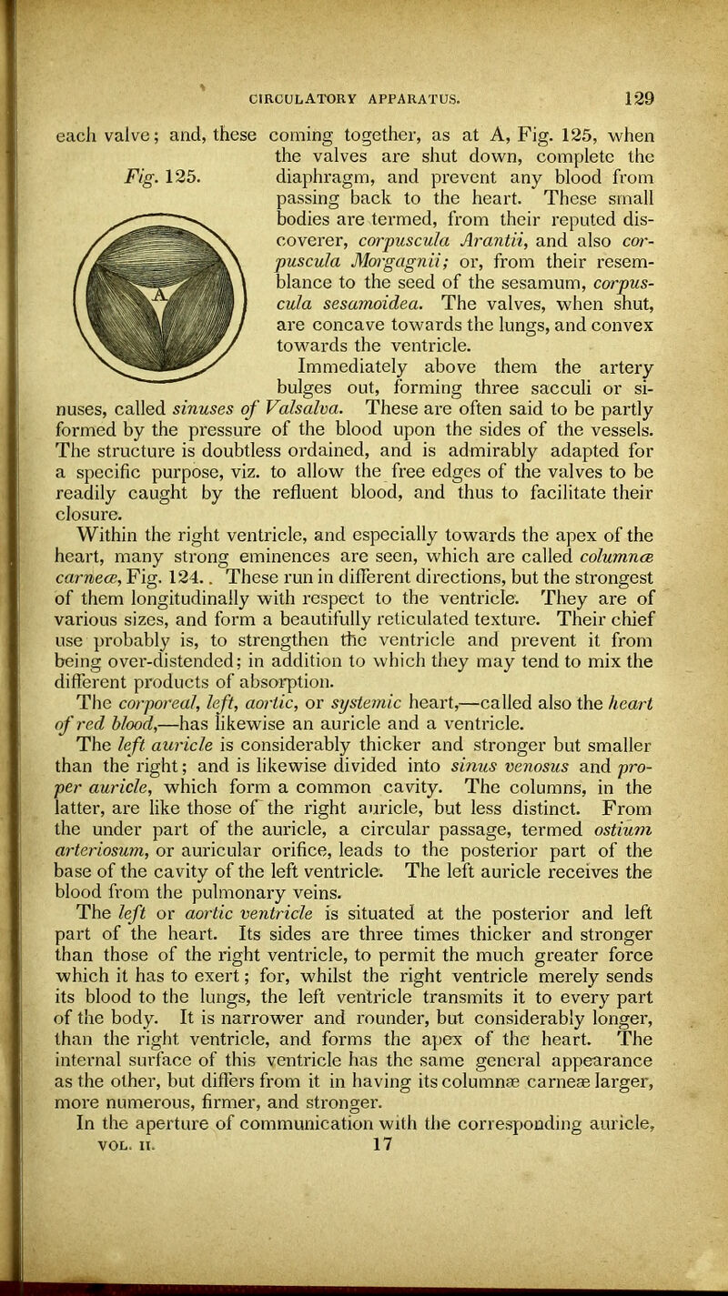 each valve; and, these coming together, as at A, Fig. 125, when the valves are shut down, complete the Fig. 125. diaphragm, and prevent any blood from passing back to the heart. These small bodies are termed, from their reputed dis- coverer, corpuscula Arantii, and also cor- puscula Moigagnii; or, from their resem- blance to the seed of the sesamum, corpus- cula sesamoidea. The valves, when shut, are concave towards the lungs, and convex towards the ventricle. Immediately above them the artery bulges out, forming three sacculi or si- nuses, called sinuses of Valsalva. These are often said to be partly formed by the pressure of the blood upon the sides of the vessels. The structure is doubtless ordained, and is admirably adapted for a specific purpose, viz. to allow the free edges of the valves to be readily caught by the refluent blood, and thus to facilitate their closure. Within the right ventricle, and especially towards the apex of the heart, many strong eminences are seen, which are called columnce carnece, Fig. 124.. These run in different directions, but the strongest of them longitudinally with respect to the ventricle. They are of various sizes, and form a beautifully reticulated texture. Their chief use probably is, to strengthen the ventricle and prevent it from being over-distended; in addition to which they may tend to mix the different products of absorption. The corporeal, left, aortic, or systemic heart,—called also the heart of'red blood,—has likewise an auricle and a ventricle. The left auricle is considerably thicker and stronger but smaller than the right; and is likewise divided into simis venosus and pro- per auricle, which form a common cavity. The columns, in the latter, are like those of the right auricle, but less distinct. From the under part of the auricle, a circular passage, termed ostium arteriosum, or auricular orifice, leads to the posterior part of the base of the cavity of the left ventricle. The left auricle receives the blood from the pulmonary veins. The left or aortic ventricle is situated at the posterior and left part of the heart. Its sides are three times thicker and stronger than those of the right ventricle, to permit the much greater force which it has to exert; for, whilst the right ventricle merely sends its blood to the lungs, the left ventricle transmits it to every part of the body. It is narrower and rounder, but considerably longer, than the right ventricle, and forms the apex of the heart. The internal surface of this ventricle has the same general appearance as the other, but differs from it in having its columnar carnese larger, more numerous, firmer, and stronger. In the aperture of communication with the corresponding auricle, VOL. II. 17