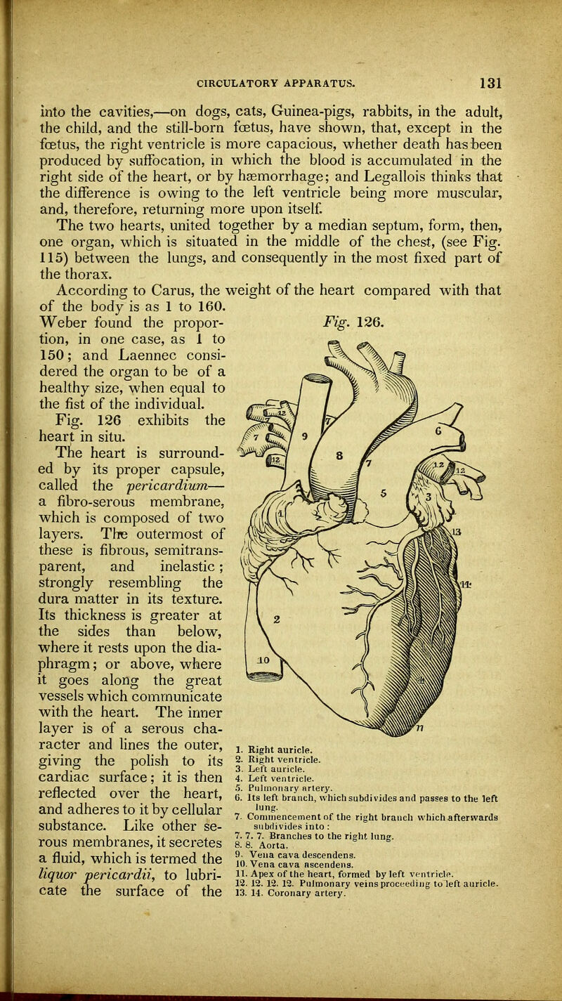 into the cavities,—on dogs, cats, Guinea-pigs, rabbits, in the adult, the child, and the still-born fetus, have shown, that, except in the fetus, the right ventricle is more capacious, whether death has been produced by suffocation, in which the blood is accumulated in the right side of the heart, or by haemorrhage; and Legallois thinks that the difference is owing to the left ventricle being more muscular, and, therefore, returning more upon itself. The two hearts, united together by a median septum, form, then, one organ, which is situated in the middle of the chest, (see Fig. 115) between the lungs, and consequently in the most fixed part of the thorax. According to Carus, the weight of the heart compared with that of the body is as 1 to 160. Weber found the propor- Fig. 126. tion, in one case, as 1 to 150; and Laennec consi- dered the organ to be of a healthy size, when equal to the fist of the individual. Fig. 126 exhibits the heart in situ. The heart is surround- ed by its proper capsule, called the pericardium— a fibro-serous membrane, which is composed of two layers. The outei'most of these is fibrous, semitrans- parent, and inelastic; strongly resembling the dura matter in its texture. Its thickness is greater at the sides than below, where it rests upon the dia- phragm ; or above, where it goes along the great vessels which communicate with the heart. The inner layer is of a serous cha- racter and lines the outer, giving the polish to its cardiac surface; it is then reflected over the heart, and adheres to it by cellular substance. Like other se- rous membranes, it secretes a fluid, which is termed the liquor pericardii, to lubri- cate the surface of the 1. Right auricle. 2. Right ventricle. 3. Left auricle. 4. Left ventricle. 5. Pulmonary artery. G. Its left branch, which subdivides and passes to the left lung. 7. Commencement of the right branch which afterwards subdivides into: 7. 7. 7. Branches to the right lung. 8. 8. Aorta. 9. Vena cava descendens. 10. Vena cava ascendens. 11. Apex of the heart, formed by left ventricle. 12. 12. 12. 12. Pulmonary veins proceeding to left auricle. 13. 14. Coronary artery.