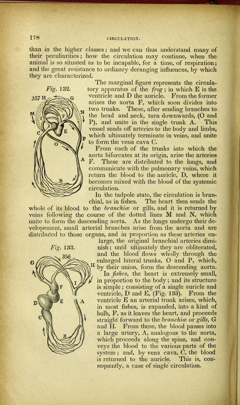 357 H M than in the higher classes; and we can thus understand many of their peculiarities; how the circulation may continue, when the animal is so situated as to be incapable, for a time, of respiration; and the great resistance to ordinary deranging influences, by which they are characterized. The marginal figure represents the circula- tory apparatus of the frog; in which E is the ventricle and D the auricle. From the former arises the aorta F, which soon divides into two trunks. These, after sending branches to \WM*ssg&*JP tne nead and neck, turn downwards, (0 and ty$ iP»i«iiPF^ W P), and unite in the single trunk A. This vessel sends off arteries to the body and limbs, which ultimately terminate in veins, and unite to form the vena cava C. From each of the trunks into which the aorta bifurcates at its origin, arise the arteries F. These are distributed to the lungs, and communicate with the pulmonary veins, which return the blood to the auricle, D, where it becomes mixed with the blood of the systemic circulation. In the tadpole state, the circulation is bran- chial, as in fishes. The heart then sends the whole of its blood to the branchice or gills, and it is returned by veins following the course of the dotted lines M and N, which unite to form the descending aorta. As the lungs undergo their de- velopement, small arterial branches arise from the aorta and are distributed to those organs, and in proportion as these arteries en- large, the original branchial arteries dimi- nish ; until ultimately they are obliterated, and the blood flows wholly through the enlarged lateral trunks, O and P, which, by their union, form the descending aorta. In fishes, the heart is extremely small, in proportion to the body; and its structure is simple; consisting of a single auricle and ventricle, D and E, (Fig. 133). From the ventricle E an arterial trunk arises, which, in most fishes, is expanded, into a kind of bulb, F, as it leaves the heart, and proceeds straight forward to the branchice. or gills, G and H. From these, the blood passes into a large artery, A, analogous to the aorta, which proceeds along the spine, and con- veys the blood to the various parts of the system; and, by vena cava, C, the blood is returned to the auricle. This is, con- sequently, a case of single circulation.