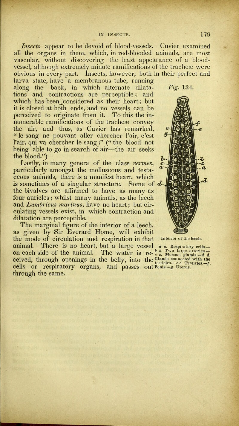 Insects appear to be devoid of blood-vessels. Cuvier examined all the organs in them, which, in red-blooded animals, are most vascular, without discovering the least appearance of a blood- vessel, although extremely minute ramifications of the tracheae were obvious in every part. Insects, however, both in their perfect and larva state, have a membranous tube, running along the back, in which alternate dilata- Fig. 134. tions and contractions are perceptible; and which has been^considered as their heart; but it is closed at both ends, and no vessels can be perceived to originate from it. To this the in- numerable ramifications of the tracheae convey the air, and thus, as Cuvier has remarked,  le sang ne pouvant aller chercher Fair, c'est l'air, qui va chercher le sang ; ( the blood not being able to go in search of air—the air seeks the blood.) Lastly, in many genera of the class vermes, particularly amongst the molluscous and testa- ceous animals, there is a manifest heart, which is sometimes of a singular structure. Some of d>~ the bivalves are affirmed to have as many as four auricles; whilst many animals, as the leech and Lumbricus marinus, have no heart; but cir- culating vessels exist, in which contraction and dilatation are perceptible. The marginal figure of the interior of a leech, as given by Sir Everard Home, will exhibit the mode of circulation and respiration in that animal. There is no heart, but a large vessel on each side of the animal. The water is ceived, through openings in the belly, into the plan<is connected with the ' a. r ° t J testicles.—e e. Testicles.—/. cells or respiratory organs, and passes out Penis.-^. uterus through the same. Interior of the leech. a a. Respiratory cells.— i 6. Two large arteries.— ic- e c. Mucous glands.—d d.