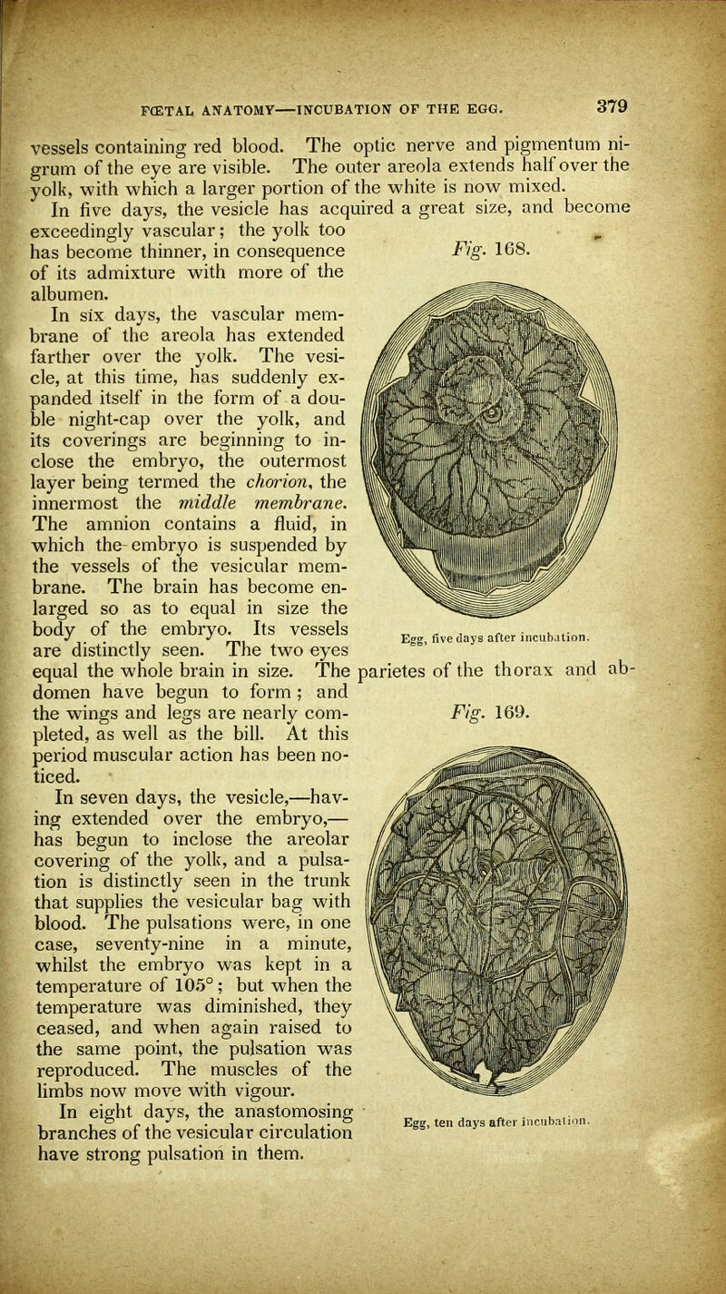 Fig. 108. Ill m I H vessels containing red blood. The optic nerve and pigmentum ni- grum of the eye are visible. The outer areola extends half over the yolk, with which a larger portion of the white is now mixed. In five days, the vesicle has acquired a great size, and become exceedingly vascular; the yolk too has become thinner, in consequence of its admixture with more of the albumen. In six days, the vascular mem- brane of the areola has extended farther over the yolk. The vesi- cle, at this time, has suddenly ex- panded itself in the form of a dou- ble night-cap over the yolk, and its coverings are beginning to in- close the embryo, the outermost layer being termed the chorion, the innermost the middle membrane. The amnion contains a fluid, in which the-embryo is suspended by the vessels of the vesicular mem- brane. The brain has become en- larged so as to equal in size the body of the embryo. Its vessels are distinctly seen. The two eyes equal the whole brain in size. The parietes of the thorax and ab- domen have begun to form ; and the wings and legs are nearly com- pleted, as well as the bill. At this period muscular action has been no- ticed. In seven days, the vesicle,—hav- ing extended over the embryo,— has begun to inclose the areolar covering of the yolk, and a pulsa- tion is distinctly seen in the trunk that supplies the vesicular bag with blood. The pulsations were, in one case, seventy-nine in a minute, whilst the embryo was kept in a temperature of 105°; but when the temperature was diminished, they ceased, and when again raised to the same point, the pulsation was reproduced. The muscles of the limbs now move with vigour. In eight days, the anastomosing branches of the vesicular circulation have strong pulsation in them. Egg, five days after incubjtion. Fig. 169.
