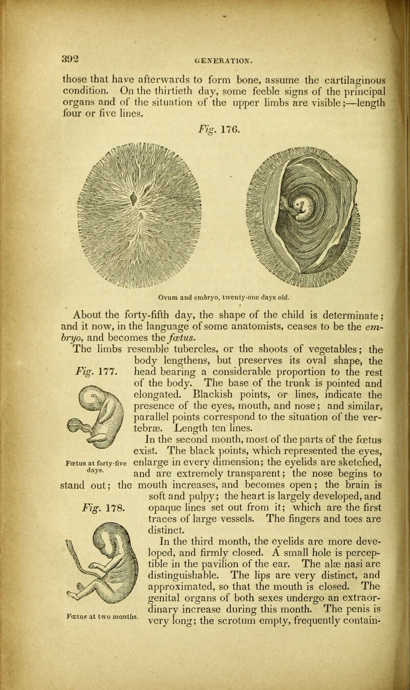 those that have afterwards to form bone, assume the cartilaginous condition. On the thirtieth day, some feeble signs of the principal organs and of the situation of the upper limbs are visible;—length four or five lines. Fig. 176. Fig. 177. Ovum and embryo, twenty-one days old. About the forty-fifth day, the shape of the child is determinate ; and it now, in the language of some anatomists, ceases to be the em- bryo, and becomes the fastus. The limbs resemble tubercles, or the shoots of vegetables; the body lengthens, but preserves its oval shape, the head bearing a considerable proportion to the rest of the body. The base of the trunk is pointed and elongated. Blackish points, or lines, indicate the presence of the eyes, mouth, and nose; and similar, parallel points correspond to the situation of the ver- tebra. Length ten lines. In the second month, most of the parts of the foetus exist. The black points, which represented the eyes, Foetus at forty-five enlarge in every dimension; the eyelids are sketched, days- and are extremely transparent; the nose begins to stand out; the mouth increases, and becomes open; the brain is soft and pulpy; the heart is largely developed, and opaque lines set out from it; which are the first traces of large vessels. The fingers and toes are distinct. In the third month, the eyelids are more deve- loped, and firmly closed. A small hole is percep- tible in the pavilion of the ear. The alas nasi are distinguishable. The lips are very distinct, and approximated, so that the mouth is closed. The genital organs of both sexes undergo an extraor- dinary increase during this month. The penis is very long; the scrotum empty, frequently contain- Fig. 178. Kcctus at two months.