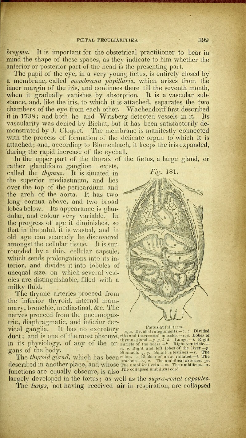 bregma. It is important for the obstetrical practitioner to bear in mind the shape of these spaces, as they indicate to him whether the anterior or posterior part of the head is the presenting part. The pupil of the eye, in a very young foetus, is entirely closed by a membrane, called membrana pupillaris, which arises from the inner margin of the iris, and continues there till the seventh month, when it gradually vanishes by absorption. It is a vascular sub- stance, and, like the iris, to which it is attached, separates the two chambers of the eye from each other. Wachendorff first described it in 1738; and both he and Wrisbcrg detected vessels in it. Its vascularity was denied by Bichat, but it has been satisfactorily de- monstrated by J. Cloquet. The membrane is manifestly connected with the process of formation of the delicate organ to which it is attached; and, according to Blumenbach, it keeps the iris expanded, during the rapid increase of the eyeball. In the upper part of the thorax of the foetus, a large gland, or rather glandiform ganglion exists, called the thymus. It is situated in the superior mediastinum, and lies over the top of the pericardium and the arch of the aorta. It has two long cornua above, and two broad lobes below. Its appearance is glan- dular, and colour very variable. In the progress of age it diminishes, so that in the adult it is wasted, and in old age can scarcely be discovered amongst the cellular tissue. It is sur- rounded by a thin, cellular capsule, which sends prolongations into its in- terior, and divides it into lobules of unequal size, on which several vesi- cles are distinguishable, filled with a milky fluid. The thymic arteries proceed from the inferior thyroid, internal mam- mary, bronchic, mediastinal, &c. The nerves proceed from the pneumogas- tric, diaphragmatic, and inferior cer- vical ganglia. It has no excretory duct; and is one of the most obscure, a, a. ribs ; Foetus at full term. Divided integuments.—c, c. Divided Mid intercostal muscles.—e, e. Lobes of ' thymus gland.—g, eji, h. Lungs— i. Right 111 its physiology, Ot any 01 the Or- auricle of the heart.—It. Eight ventricle.— mn« nf thp hnrKr n< ■ aiSnt alld left lol)es of the liver-—P- gclllh Ul UiL- uouy. Stomach. <j, q. Small intestines.—)-. The The thyroid eland, which has been colon—*. Bladder of urine inflated.-*. The . -li - i i ii uiachus.—u, k. The umbilical attenes.—v. described 111 another place, and Whose The umbilical vein.—w. The umbilicus.—x. functions are equally obscure, is also The collapsedurabi,ical cord' largely developed in the fetus; as well as the supra-renal capsules. The lungs, not having received air in respiration, are collapsed