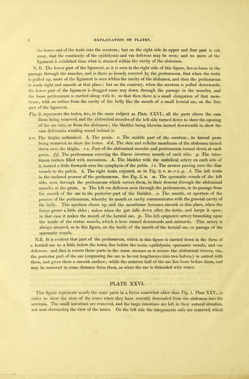 the lower end of the testis into the scrotum; but on the right side its upper and fore part is cut away, that the continuity of the epididymis and vas deferens may be seen; and no more of the ligament is exhibited than what is situated within the cavity of the abdomen. N. B. The lower part of the ligament, as it is seen in the right side of this figure, lies so loose in the passage through the muscles, and is there so loosely covered by the peritonagum, that when the testis is pulled up, more of the ligament is seen within the cavity of the abdomen, and then the peritonaeum is made tight and smooth at that place; but on the contrary, when the scrotum is pulled downwards, the lower part of the ligament is dragged some way down through the passage in the muscles, and the loose peritonaeum is carried along with it; so that then there is a small elongation of that mem- brane, with an orifice from the cavity of the belly like the mouth of a small hernial sac, on the fore part of the ligament. Fig. 2. represents the testes, &c., in the same subject as Plate XXVI.; all the parts above the ossa ilium being removed, and the abdominal muscles of the left side turned down to show the opening of the sac into, or from the abdomen; the bladder being likewise turned downwards to show the vasa deferentia winding round behind it. a a. The thighs unfinished, b. The penis, c. The middle part of the scrotum; its lateral parts being removed, to show the testes, d d. The skin and cellular membrane of the abdomen turned down over the thighs, e e. Part of the abdominal muscles and peritonaeum turned down at each groin, ff. The peritonagum covering the iliacus internus muscle of each side. g. The intes- tinum rectum filled with meconium, h. The bladder with the umbilical artery on each side of it, turned a little forwards over the symphysis of the pubis, i i. The ureters passing over the iliac vessels to the pelvis, k. The right testis exposed, as in Fig. 2. v. w. x x. y. 1. The left testis in the inclosed process of the peritonagum. See Fig. 2. u. m. The spermatic vessels of the left side, seen through the peritonaeum which covers them, in their descent through the abdominal muscles at the groin, n. The left vas deferens seen through the peritonaeum, in its passage from the mouth of the sac to the posterior part of the bladder, o. The mouth, or aperture of the process of the peritonaeum, whereby its mouth or cavity communicates with the general cavity of the belly. This aperture closes up, and the membrane becomes smooth at this place, when the foetus grows a little older; unless when the gut falls down after the testis, and keeps it open ; in that case it makes the mouth of the hernial sac. p. The left epigastric artery branching upon the inside of the rectus muscle, which is here turned downwards and outwards. This artery is always situated, as in this figure, on the inside of the mouth of the hernial sac, or passage of the spermatic vessels. N.B. It is evident that part of the peritonaeum, which in this figure is carried down in the form of a hernial sac to a little below the testis, lies before the testis, epididymis, spermatic vessels, and vas deferens; and that it covers those parts in the same manner as it covers the abdominal viscera, viz., the posterior part of the sac (supposing the sac to be cut lengthways into two halves,) is united with them, and gives them a smooth surface; while the anterior half of the sac lies loose before them, and may be removed to some distance from them, as when the sac is distended with water. PLATE XXVI. This figure represents nearly the same parts in a foetus somewhat older than Fig. 1. Plate XXV., in order to show the state of the testes when they have recently descended from the abdomen into the scrotum. The small intestines are removed, and the large intestines are left in their natural situation, not now obstructing the view of the testes. On the left side the integuments only are removed, which