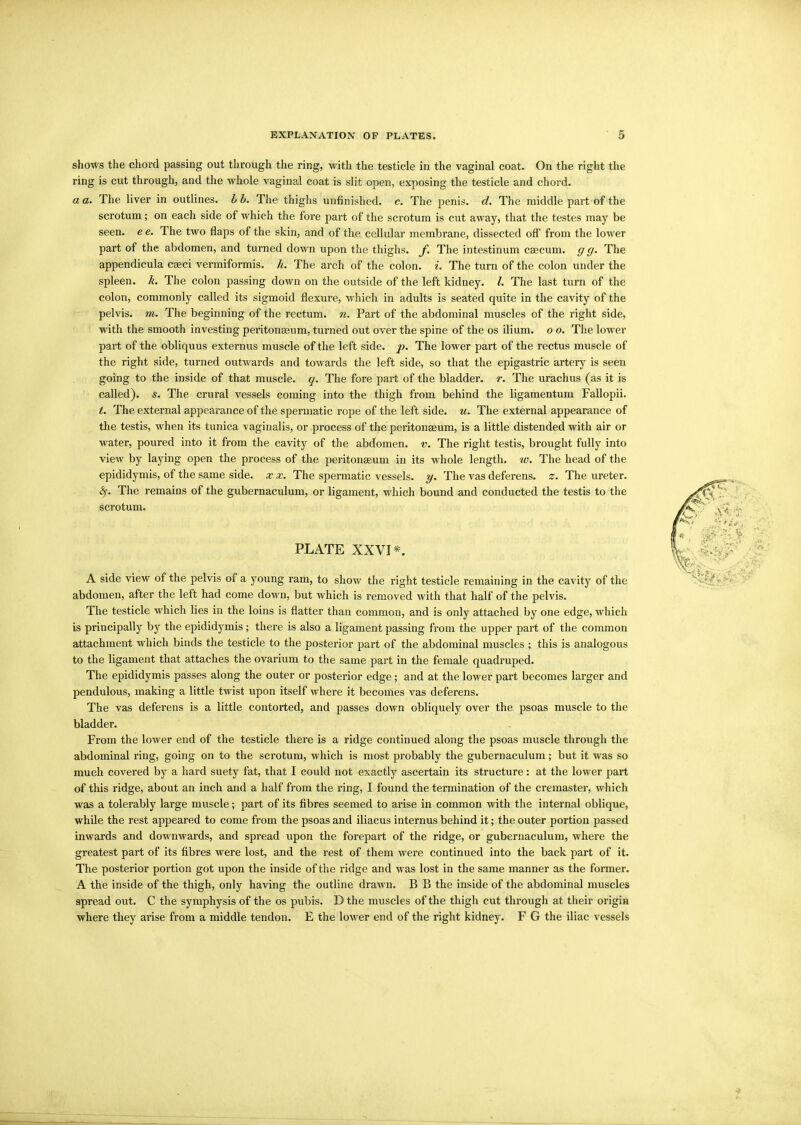 shows the chord passing out through the ring, with the testicle in the vaginal coat. On the right the ring is cut through, and the whole vaginal coat is slit open, exposing the testicle and chord. a a. The liver in outlines, b b. The thighs unfinished, c. The penis, d. The middle part of the scrotum; on each side of which the fore part of the scrotum is cut away, that the testes may be seen, e e. The two flaps of the skin, and of the cellular membrane, dissected off from the lower part of the abdomen, and turned down upon the thighs, f. The intestinum caecum, g g. The appendicula caeci vermiformis. h. The arch of the colon, i. The turn of the colon under the spleen, k. The colon passing down on the outside of the left kidney. 1. The last turn of the colon, commonly called its sigmoid flexure, which in adults is seated quite in the cavity of the pelvis, m. The beginning of the rectum, n. Part of the abdominal muscles of the right side, with the smooth investing peritonaeum, turned out over the spine of the os ilium, o o. The lower part of the obliquus externus muscle of the left side. p. The lower part of the rectus muscle of the right side, turned outwards and towards the left side, so that the epigastric artery is seen going to the inside of that muscle, q. The fore part of the bladder, r. The urachus (as it is called), s. The crural vessels coming into the thigh from behind the ligamentum Fallopii. t. The external appearance of the spermatic rope of the left side. u. The external appearance of the testis, when its tunica vaginalis, or process of the peritonaeum, is a little distended with air or ■water, poured into it from the cavity of the abdomen, v. The right testis, brought fully into view by laying open the process of the peritonaeum in its whole length, iv. The head of the epididymis, of the same side, x x. The spermatic vessels, y. The vas deferens, z. The ureter. <3f. The remains of the gubernaculum, or ligament, which bound and conducted the testis to the scrotum. PLATE XXVI*. A side view of the pelvis of a young ram, to show the right testicle remaining in the cavity of the abdomen, after the left had come down, but which is removed with that half of the pelvis. The testicle which lies in the loins is flatter than common, and is only attached by one edge, which is principally by the epididymis; there is also a ligament passing from the upper part of the common attachment which binds the testicle to the posterior part of the abdominal muscles ; this is analogous to the ligament that attaches the ovarium to the same part in the female quadruped. The epididymis passes along the outer or posterior edge ; and at the lower part becomes larger and pendulous, making a little twist upon itself where it becomes vas deferens. The vas deferens is a little contorted, and passes down obliquely over the psoas muscle to the bladder. From the lower end of the testicle there is a ridge continued along the psoas muscle through the abdominal ring, going on to the scrotum, which is most probably the gubernaculum; but it was so much covered by a hard suety fat, that I could not exactly ascertain its structure: at the lower part of this ridge, about an inch and a half from the ring, I found the termination of the cremaster, which was a tolerably large muscle; part of its fibres seemed to arise in common with the internal oblique, while the rest appeared to come from the psoas and iliacus interims behind it; the outer portion passed inwards and downwards, and spread upon the forepart of the ridge, or gubernaculum, where the greatest part of its fibres were lost, and the rest of them were continued into the back part of it. The posterior portion got upon the inside of the ridge and was lost in the same manner as the former. A the inside of the thigh, only having the outline drawn. B B the inside of the abdominal muscles spread out. C the symphysis of the os pubis. D the muscles of the thigh cut through at their origin where they arise from a middle tendon. E the lower end of the right kidney. F G the iliac vessels