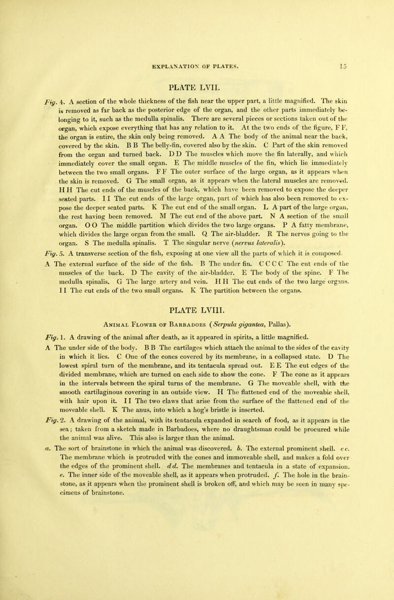 PLATE LVII. Fig. 4. A section of the whole thickness of the fish near the upper part, a little magnified. The skin is removed as far back as the posterior edge of the organ, and the other parts immediately be- longing to it, such as the medulla spinalis. There are several pieces or sections taken out of tin- organ, which expose everything that has any relation to it. At the two ends of the figure, F F, the organ is entire, the skin only being removed. A A The body of the animal near the back, covered by the skin. B B The belly-fin, covered also by the skin. C Part of the skin removed from the organ and turned back. D D The muscles which move the fin laterally, and which immediately cover the small organ. E The middle muscles of the fin, which lie immediately between the two small organs. F F The outer surface of the large organ, as it appears when the skin is removed. G The small organ, as it appears when the lateral muscles are removed. H H The cut ends of the muscles of the back, which have been removed to expose the deeper seated parts. 11 The cut ends of the large organ, part of which has also been removed to ex- pose the deeper seated parts. K The cut end of the small organ. L A part of the large organ, the rest having been removed. M The cut end of the above part. N A section of the small organ. O O The middle partition which divides the two large organs. P A fatty membrane, which divides the large organ from the small, Q The air-bladder. R The nerves going to the organ. S The medulla spinalis. T The singular nerve (nervus laieralis). Fig. 5. A transverse section of the fish, exposing at one view all the parts of which it is composed. A The external surface of the side of the fish. B The under fin. C C C C The cut ends of the muscles of the back. D The cavity of the air-bladder. E The body of the spine. F The medulla spinalis. G The large artery and vein. H H The cut ends of the two large organs. 11 The cut ends of the two small organs. K The partition between the organs. PLATE LVIII. Animal Flower of Barbadoes (Serpula gigantea, Pallas). Fig. 1. A drawing of the animal after death, as it appeared in spirits, a little magnified. A The under side of the body. B B The cartilages which attach the animal to the sides of the cavity in which it lies. C One of the cones covered by its membrane, in a collapsed state. D The lowest spiral turn of the membrane, and its tentacula spread out. E E The cut edges of the divided membrane, which are turned on each side to show the cone. F The cone as it appears in the intervals between the spiral turns of the membrane. G The moveable shell, with the smooth cartilaginous covering in an outside view. H The flattened end of the moveable shell, with hair upon it. 11 The two claws that arise from the surface of the flattened end of the moveable shell. K The anus, into which a hog’s bristle is inserted. Fig. 2. A drawing of the animal, with its tentacula expanded in search of food, as it appears in the sea; taken from a sketch made in Barbadoes, where no draughtsman could be procured while the animal was alive. This also is larger than the animal. a. The sort of brainstone in which the animal was discovered, b. The external prominent shell, c c. The membrane which is protruded with the cones and immoveable shell, and makes a fold over the edges of the prominent shell, dd. The membranes and tentacula in a state of expansion. e. The inner side of the moveable shell, as it appears when protruded, f. The hole in the brain- stone, as it appears when the prominent shell is broken off, and which may be seen in many spe- cimens of brainstone.