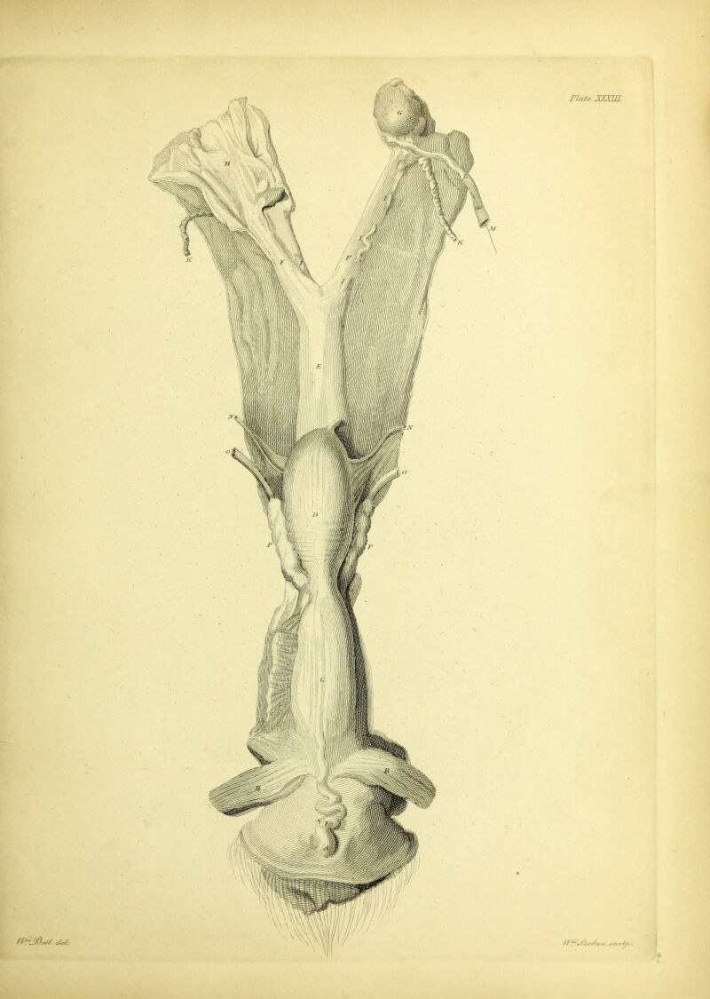 Plate XXXIII