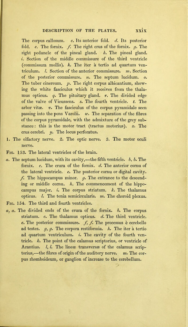 The corpus callosum. c. Its anterior fold. d. Its posterior fold. e. The fornix, f. The right crus of the fornix, g. The right peduncle of the pineal gland, h. The pineal gland. i. Section of the middle commissure of the third ventricle (commissura mollis), k. The iter a. tertio ad quartum ven- triculum. I. Section of the anterior commissure, m. Section of the posterior commissure, n. The septum lucidum. o. The tuber cinereum. p. The right corpus albicantium, show- ing the white fasciculus which it receives from the thala- mus opticus, q. The pituitary gland, r. The divided edge of the valve of Vieussens. s. The fourth ventricle, t. The arbor vitse. v. The fasciculus of the corpus pyramidale seen passing into the pons Varolii, w. The separation of the fibres of the corpus pyramidale, with the admixture of the grey sub- stance : this is the motor tract (tractus motorius). x. The crus cerebri, y. The locus perforatus. 1. The olfactory nerve. 2. The optic nerve. 3. The motor oculi nerve. Fig. \53. The lateral ventricles of the brain. a. The septum lucidum, with its cavity,-—the fifth ventricle, b, b. The fornix, c. The crura of the fornix, d. The anterior cornu of the lateral ventricle, e. The posterior comu or digital cavity. f. The hippocampus minor, g. The entrance to the descend- ing or middle cornu. h. The commencement of the hippo- campus major, i. The corpus striatum, k. The thalamus opticus. I. The tenia semicircularis. m. The choroid plexus. Fig. 154. The third and fourth ventricles. a, a. The divided ends of the crura of the fornix, b. The corpus striatum, c. The thalamus opticus, d. The third ventricle. e. The posterior commissure, f, f. The processus e cerebello ad testes, g, g. The corpora restiformia. h. The iter a tertio ad quartum ventriculum. i. The cavity of the fourth ven- tricle, k. The point of the calamus scriptorius, or ventricle of Arantius. /. The linese transversa of the calamus scrip- torius,—the fibres of origin of the auditory nerve, m. The cor- pus rhomboideum, or ganglion of increase to the cerebellum.