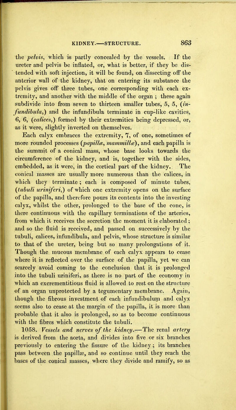 the pelvis, which is partly concealed by the vessels. If the ureter and pelvis be inflated, or, what is better, if they be dis- tended with soft injection, it will be found, on dissecting off the anterior wall of the kidney, that on entering its substance the pelvis gives oflf three tubes, one corresponding with each ex- tremity, and another with the middle of the organ ; these again subdivide into from seven to thirteen smaller tubes, 5, 5, (in- fundibular and the infundibula terminate in cup-like cavities, 6, 6, (calices,) formed by their extremities being depressed, or, as it were, slightly inverted on themselves. Each calyx embraces the extremity, 7, of one, sometimes of more rounded processes (papilla, mammilla), and each papilla is the summit of a conical mass, whose base looks towards the circumference of the kidney, and is, together with the sides, embedded, as it were, in the cortical part of the kidney. The conical masses are usually more numerous than the calices, in which they terminate; each is composed of minute tubes, (tubuli uriniferi,) of which one extremity opens on the surface of the papilla, and therefore pours its contents into the investing calyx, whilst the other, prolonged to the base of the cone, is there continuous with the capillary terminations of the arteries, from which it receives the secretion the moment it is elaborated; and so the fluid is received, and passed on successively by the tubuli, calices, infundibula, and pelvis, whose structure is similar to that of the ureter, being but so many prolongations of it. Though the mucous membrane of each calyx appears to cease where it is reflected over the surface of the papilla, yet we can scarcely avoid coming to the conclusion that it is prolonged into the tubuli uriniferi, as there is no part of the economy in which an excrementitious fluid is allowed to rest on the structure of an organ unprotected by a tegumentary membrane. Again, though the fibrous investment of each infundibulum and calyx seems also to cease at the margin of the papilla, it is more than probable that it also is prolonged, so as to become continuous with the fibres which constitute the tubuli. 1058. Vessels and nerves of the kidney.—The renal artery is derived from the aorta, and divides into five or six branches previously to entering the fissure of the kidney; its branches pass between the papillae, and so continue until they reach the bases of the conical masses, where they divide and ramify, so as