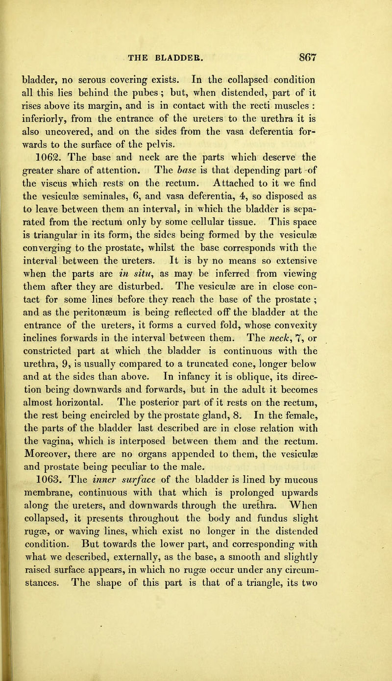bladder, no serous covering exists. In the collapsed condition all this lies behind the pubes; but, when distended, part of it rises above its margin, and is in contact with the recti muscles : inferiorly, from the entrance of the ureters to the urethra it is also uncovered, and on the sides from the vasa deferentia for- wards to the surface of the pelvis. 1062. The base and neck are the parts which deserve the greater share of attention. The base is that depending part of the viscus which rests on the rectum. Attached to it we find the vesiculse seminales, 6, and vasa deferentia, 4, so disposed as to leave between them an interval, in which the bladder is sepa- rated from the rectum only by some cellular tissue. This space is triangular in its form, the sides being formed by the vesiculse converging to the prostate, whilst the base corresponds with the interval between the ureters. It is by no means so extensive when the parts are in situ, as may be inferred from viewing them after they are disturbed. The vesiculse are in close con- tact for some lines before they reach the base of the prostate ; and as the peritonaeum is being reflected off the bladder at the entrance of the ureters, it forms a curved fold, whose convexity inclines forwards in the interval between them. The neck, 7, or constricted part at which the bladder is continuous with the urethra, 9, is usually compared to a truncated cone, longer below and at the sides than above. In infancy it is oblique, its direc- tion being downwards and forwards, but in the adult it becomes almost horizontal. The posterior part of it rests on the rectum, the rest being encircled by the prostate gland, 8. In the female, the parts of the bladder last described are in close relation with the vagina, which is interposed between them and the rectum. Moreover, there are no organs appended to them, the vesiculss and prostate being peculiar to the male. 1063. The inner surface of the bladder is lined by mucous membrane, continuous with that which is prolonged upwards along the ureters, and downwards through the urethra. When collapsed, it presents throughout the body and fundus slight rugae, or waving lines, which exist no longer in the distended condition. But towards the lower part, and corresponding with what we described, externally, as the base, a smooth and slightly raised surface appears, in which no rugse occur under any circum- stances. The shape of this part is that of a triangle, its two