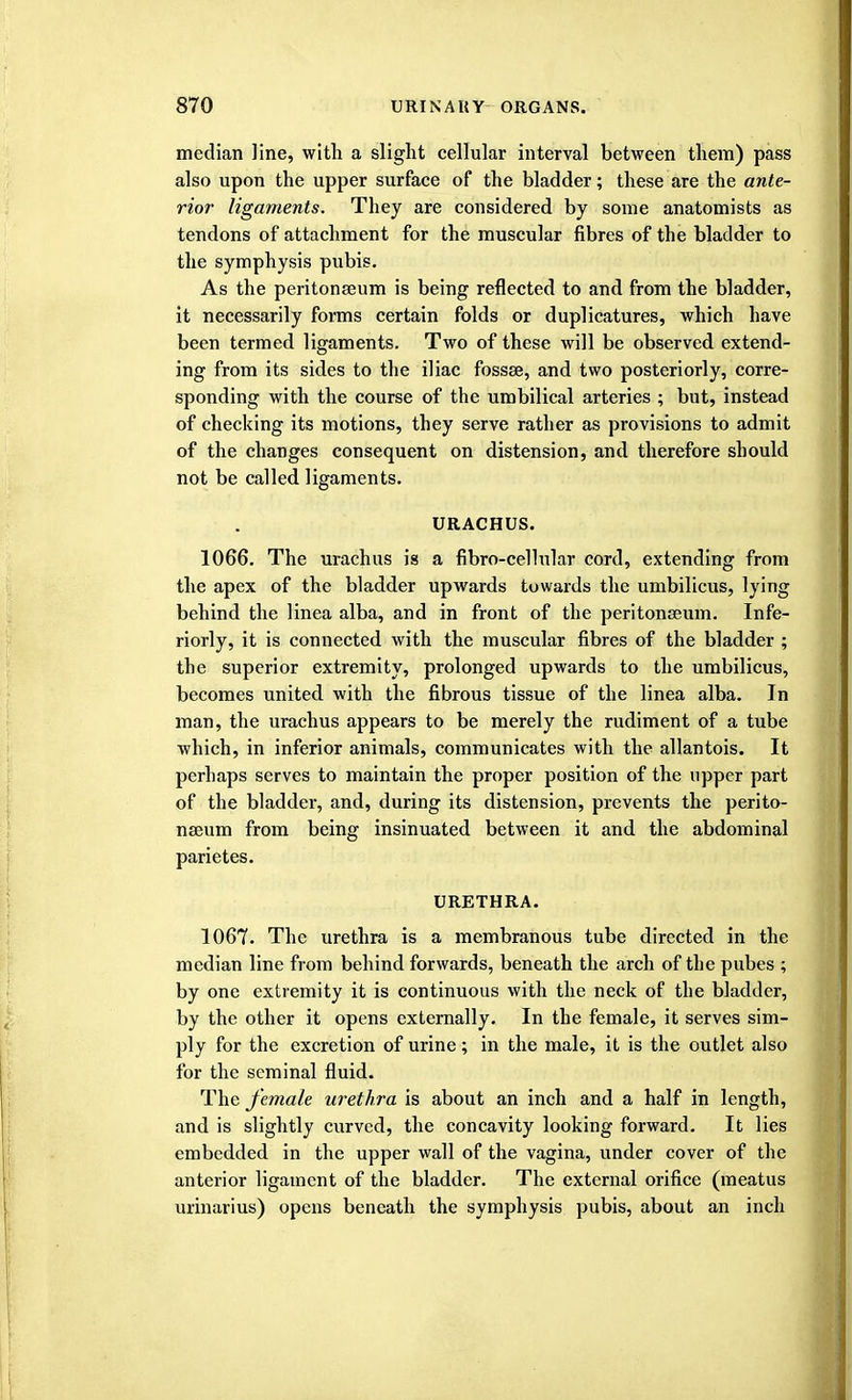 median line, with a slight cellular interval between them) pass also upon the upper surface of the bladder; these are the ante- rior ligaments. They are considered by some anatomists as tendons of attachment for the muscular fibres of the bladder to the symphysis pubis. As the peritonaeum is being reflected to and from the bladder, it necessarily forms certain folds or duplicatures, which have been termed ligaments. Two of these will be observed extend- ing from its sides to the iliac fossae, and two posteriorly, corre- sponding with the course of the umbilical arteries ; but, instead of checking its motions, they serve rather as provisions to admit of the changes consequent on distension, and therefore should not be called ligaments. URACHUS. 1066. The urachus is a fibro-celhilar cord, extending from the apex of the bladder upwards towards the umbilicus, lying behind the linea alba, and in front of the peritonaeum. Infe- riorly, it is connected with the muscular fibres of the bladder ; the superior extremity, prolonged upwards to the umbilicus, becomes united with the fibrous tissue of the linea alba. In man, the urachus appears to be merely the rudiment of a tube which, in inferior animals, communicates with the allantois. It perhaps serves to maintain the proper position of the upper part of the bladder, and, during its distension, prevents the perito- naeum from being insinuated between it and the abdominal parietes. URETHRA. 1067. The urethra is a membranous tube directed in the median line from behind forwards, beneath the arch of the pubes ; by one extremity it is continuous with the neck of the bladder, by the other it opens externally. In the female, it serves sim- ply for the excretion of urine; in the male, it is the outlet also for the seminal fluid. The female urethra is about an inch and a half in length, and is slightly curved, the concavity looking forward. It lies embedded in the upper wall of the vagina, under cover of the anterior ligament of the bladder. The external orifice (meatus urinarius) opens beneath the symphysis pubis, about an inch