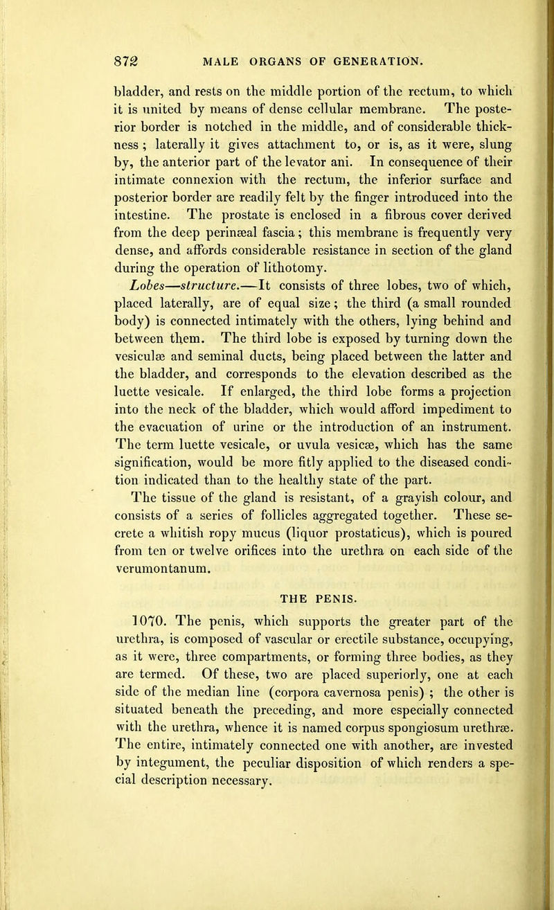 bladder, and rests on the middle portion of the rectum, to which it is united by means of dense cellular membrane. The poste- rior border is notched in the middle, and of considerable thick- ness ; laterally it gives attachment to, or is, as it were, slung by, the anterior part of the levator ani. In consequence of their intimate connexion with the rectum, the inferior surface and posterior border are readily felt by the finger introduced into the intestine. The prostate is enclosed in a fibrous cover derived from the deep perineeal fascia; this membrane is frequently very dense, and affords considerable resistance in section of the gland during the operation of lithotomy. Lobes—structure.—It consists of three lobes, two of which, placed laterally, are of equal size; the third (a small rounded body) is connected intimately with the others, lying behind and between them. The third lobe is exposed by turning down the vesiculse and seminal ducts, being placed between the latter and the bladder, and corresponds to the elevation described as the luette vesicale. If enlarged, the third lobe forms a projection into the neck of the bladder, which would afford impediment to the evacuation of urine or the introduction of an instrument. The term luette vesicale, or uvula vesicae, which has the same signification, would be more fitly applied to the diseased condi- tion indicated than to the healthy state of the part. The tissue of the gland is resistant, of a grayish colour, and consists of a series of follicles aggregated together. These se- crete a whitish ropy mucus (liquor prostaticus), which is poured from ten or twelve orifices into the urethra on each side of the verumontanum. THE PENIS. 1070. The penis, which supports the greater part of the urethra, is composed of vascular or erectile substance, occupying, as it were, three compartments, or forming three bodies, as they are termed. Of these, two are placed superiorly, one at each side of the median line (corpora cavernosa penis) ; the other is situated beneath the preceding, and more especially connected with the urethra, whence it is named corpus spongiosum urethras. The entire, intimately connected one with another, are invested by integument, the peculiar disposition of which renders a spe- cial description necessary.
