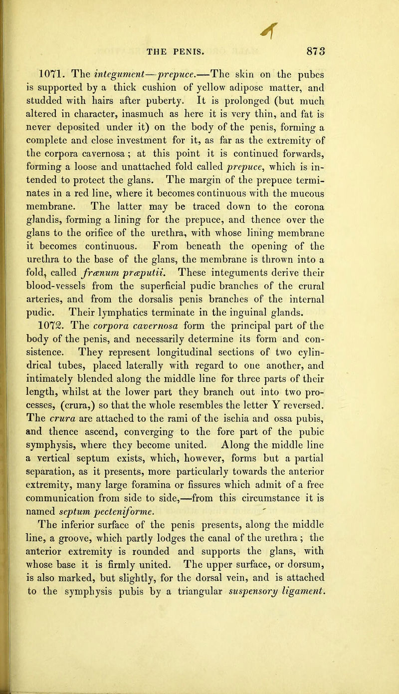 4 THE PENIS. 873 1071. The integument—prepuce.—The skin on the pubes is supported by a thick cushion of yellow adipose matter, and studded with hairs after puberty. It is prolonged (but much altered in character, inasmuch as here it is very thin, and fat is never deposited under it) on the body of the penis, forming a complete and close investment for it, as far as the extremity of the corpora cavernosa; at this point it is continued forwards, forming a loose and unattached fold called prepuce, which is in- tended to protect the glans. The margin of the prepuce termi- nates in a red line, where it becomes continuous with the mucous membrane. The latter may be traced down to the corona glandis, forming a lining for the prepuce, and thence over the glans to the orifice of the urethra, with whose lining membrane it becomes continuous. From beneath the opening of the urethra to the base of the glans, the membrane is thrown into a fold, called freenum prceputii. These integuments derive their blood-vessels from the superficial pudic branches of the crural arteries, and from the dorsalis penis branches of the internal pudic. Their lymphatics terminate in the inguinal glands. 1072. The corpora cavernosa form the principal part of the body of the penis, and necessarily determine its form and con- sistence. They represent longitudinal sections of two cylin- drical tubes, placed laterally with regard to one another, and intimately blended along the middle line for three parts of their length, whilst at the lower part they branch out into two pro- cesses, (crura,) so that the whole resembles the letter Y reversed. The crura are attached to the rami of the ischia and ossa pubis, and thence ascend, converging to the fore part of the pubic symphysis, where they become united. Along the middle line a vertical septum exists, which, however, forms but a partial separation, as it presents, more particularly towards the anterior extremity, many large foramina or fissures which admit of a free communication from side to side,—from this circumstance it is named septum pecteniforme. The inferior surface of the penis presents, along the middle line, a groove, which partly lodges the canal of the urethra; the anterior extremity is rounded and supports the glans, with whose base it is firmly united. The upper surface, or dorsum, is also marked, but slightly, for the dorsal vein, and is attached to the symphysis pubis by a triangular suspensory ligament.