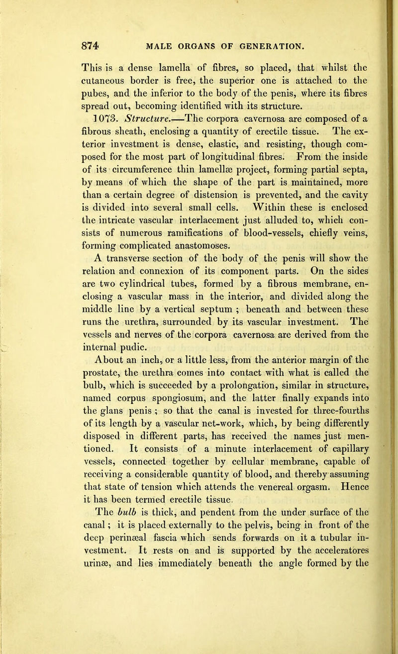 This is a dense lamella of fibres, so placed, that whilst the cutaneous border is free, the superior one is attached to the pubes, and the inferior to the body of the penis, where its fibres spread out, becoming identified with its structure. 1073. Structure The corpora cavernosa are composed of a fibrous sheath, enclosing a quantity of erectile tissue. The ex- terior investment is dense, elastic, and resisting, though com- posed for the most part of longitudinal fibres. From the inside of its circumference thin lamellae project, forming partial septa, by means of which the shape of the part is maintained, more than a certain degree of distension is prevented, and the cavity is divided into several small cells. Within these is enclosed the intricate vascular interlacement just alluded to, which con- sists of numerous ramifications of blood-vessels, chiefly veins, forming complicated anastomoses. A transverse section of the body of the penis will show the relation and connexion of its component parts. On the sides are two cylindrical tubes, formed by a fibrous membrane, en- closing a vascular mass in the interior, and divided along the middle line by a vertical septum ; beneath and between these runs the urethra, surrounded by its vascular investment. The vessels and nerves of the corpora cavernosa are derived from the internal pudic. About an inch, or a little less, from the anterior margin of the prostate, the urethra comes into contact with what is called the bulb, which is succeeded by a prolongation, similar in structure, named corpus spongiosum, and the latter finally expands into the glans penis ; so that the canal is invested for three-fourths of its length by a vascular net-work, which, by being differently disposed in different parts, has received the names just men- tioned. It consists of a minute interlacement of capillary vessels, connected together by cellular membrane, capable of receiving a considerable quantity of blood, and thereby assuming that state of tension which attends the venereal orgasm. Hence it has been termed erectile tissue. The bulb is thick, and pendent from the under surface of the canal; it is placed externally to the pelvis, being in front of the deep perinseal fascia which sends forwards on it a tubular in- vestment. It rests on and is supported by the acceleratores urinse, and lies immediately beneath the angle formed by the