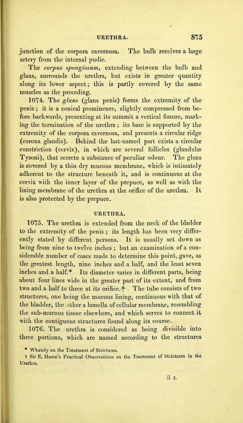 junction of the corpora cavernosa. The bulb receives a large artery from the internal pudic. The corpus spongiosum, extending between the bulb and glans, surrounds the urethra, but exists in greater quantity along its lower aspect; this is partly covered by the same muscles as the preceding. 1074. The glans (glans penis) forms the extremity of the penis ; it is a conical prominence, slightly compressed from be- fore backwards, presenting at its summit a vertical fissure, mark- ing the termination of the urethra ; its base is supported by the extremity of the corpora cavernosa, and presents a circular ridge (corona glandis). Behind the last-named part exists a circular constriction (cervix), in which are several follicles (glandulse Tysoni), that secrete a substance of peculiar odour. The glans is covered by a thin dry mucous membrane, which is intimately adherent to the structure beneath it, and is continuous at the cervix with the inner layer of the prepuce, as well as with the lining membrane of the urethra at the orifice of the urethra. It is also protected by the prepuce. URETHRA. 1075. The urethra is extended from the neck of the bladder to the extremity of the penis ; its length has been very differ- ently stated by different persons. It is usually set down as being from nine to twelve inches ; but an examination of a con- siderable number of cases made to determine this point, gave, as the greatest length, nine inches and a half, and the least seven inches and a half.* Its diameter varies in different parts, being about four lines wide in the greater part of its extent, and from two and a half to three at its orifice.-f The tube consists of two structures, one being the mucous lining, continuous with that of the bladder, the other a lamella of cellular membrane, resembling the sub-mucous tissue elsewhere, and which serves to connect it with the contiguous structures found along its course. 1076. The urethra is considered as being divisible into three portions, which are named according to the structures * Whately on the Treatment of Strictures. t Sir E. Home's Practical Observations on the Treatment of Strictures in the Urethra. Q _