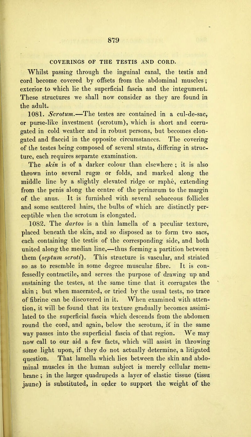 COVERINGS OF THE TESTIS AND CORD. Whilst passing through the inguinal canal, the testis and cord become covered by offsets from the abdominal muscles; exterior to which lie the superficial fascia and the integument. These structures we shall now consider as they are found in the adult. 1081. Scrotum.—The testes are contained in a cul-de-sac, or purse-like investment (scrotum), which is short and corru- gated in cold weather and in robust persons, but becomes elon- gated and flaccid in the opposite circumstances. The covering of the testes being composed of several strata, differing in struc- ture, each requires separate examination. The skin is of a darker colour than elsewhere ; it is also thrown into several rugae or folds, and marked along the middle line by a slightly elevated ridge or raphe, extending from the penis along the centre of the perinseum to the margin of the anus. It is furnished with several sebaceous follicles and some scattered hairs, the bulbs of which are distinctly per- ceptible when the scrotum is elongated. 1082. The dartos is a thin lamella of a peculiar texture, placed beneath the skin, and so disposed as to form two sacs, each containing the testis of the corresponding side, and both united along the median line,—thus forming a partition between them {septum scroti). This structure is vascular, and striated so as to resemble in some degree muscular fibre. It is con- fessedly contractile, and serves the purpose of drawing up and sustaining the testes, at the same time that it corrugates the skin ; but when macerated, or tried by the usual tests, no trace of fibrine can be discovered in it. When examined with atten- tion, it will be found that its texture gradually becomes assimi- lated to the superficial fascia which descends from the abdomen round the cord, and again, below the scrotum, if in the same way passes into the superficial fascia of that region. We may now call to our aid a few facts, which will assist in throwing some light upon, if they do not actually determine, a litigated question. That lamella which lies between the skin and abdo- minal muscles in the human subject is merely cellular mem- brane ; in the larger quadrupeds a layer of elastic tissue (tissu jaune) is substituted, in order to support the weight of the