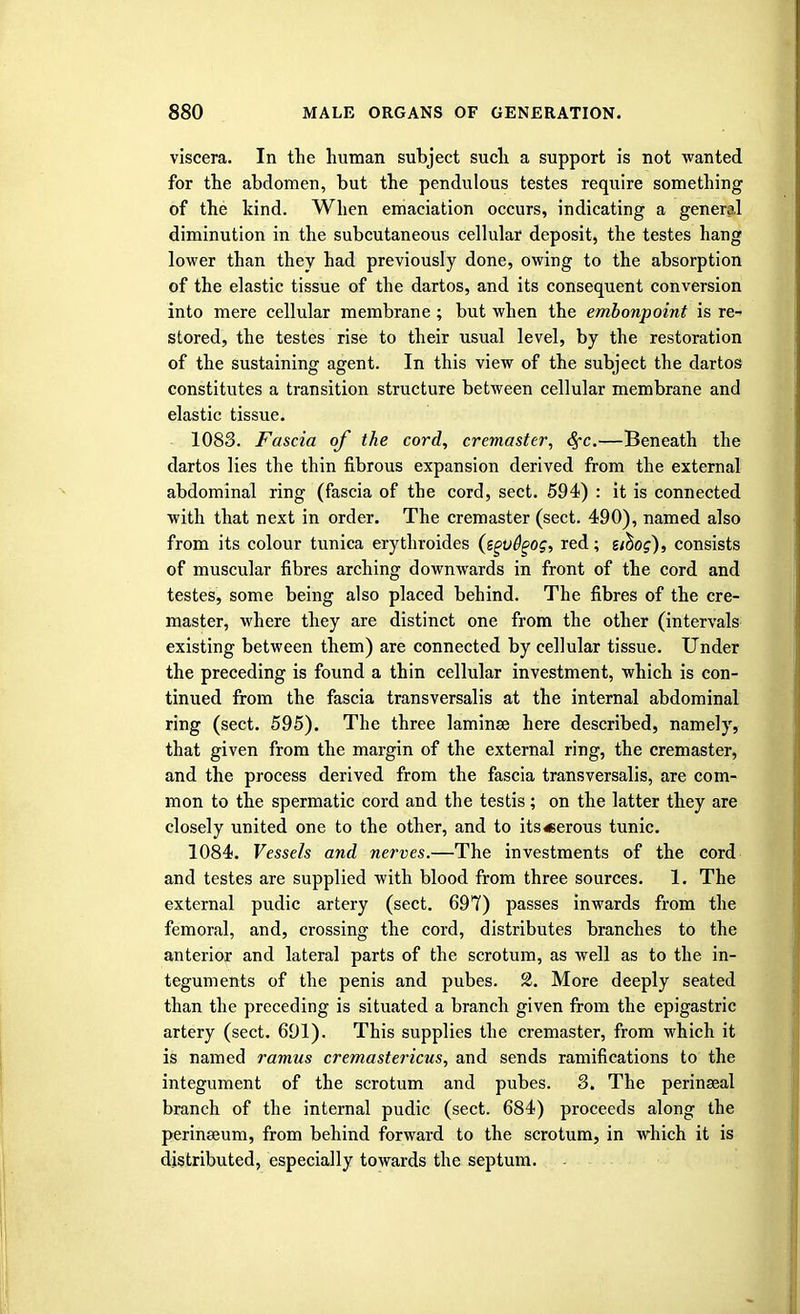 viscera. In the human subject such a support is not wanted for the abdomen, but the pendulous testes require something of the kind. When emaciation occurs, indicating a general diminution in the subcutaneous cellular deposit, the testes hang lower than they had previously done, owing to the absorption of the elastic tissue of the dartos, and its consequent conversion into mere cellular membrane ; but when the embonpoint is re- stored, the testes rise to their usual level, by the restoration of the sustaining agent. In this view of the subject the dartos constitutes a transition structure between cellular membrane and elastic tissue. 1083. Fascia of the cord, cremaster, Sj-c.—Beneath the dartos lies the thin fibrous expansion derived from the external abdominal ring (fascia of the cord, sect. 594) : it is connected with that next in order. The cremaster (sect. 490), named also from its colour tunica erythroides (egv&gog, red; si^og), consists of muscular fibres arching downwards in front of the cord and testes, some being also placed behind. The fibres of the cre- master, where they are distinct one from the other (intervals existing between them) are connected by cellular tissue. Under the preceding is found a thin cellular investment, which is con- tinued from the fascia transversalis at the internal abdominal ring (sect. 595). The three laminae here described, namely, that given from the margin of the external ring, the cremaster, and the process derived from the fascia transversalis, are com- mon to the spermatic cord and the testis; on the latter they are closely united one to the other, and to its«erous tunic. 1084. Vessels and nerves.—The investments of the cord and testes are supplied with blood from three sources. 1. The external pudic artery (sect. 697) passes inwards from the femoral, and, crossing the cord, distributes branches to the anterior and lateral parts of the scrotum, as well as to the in- teguments of the penis and pubes. 2. More deeply seated than the preceding is situated a branch given from the epigastric artery (sect. 691). This supplies the cremaster, from which it is named ramus cremasterics, and sends ramifications to the integument of the scrotum and pubes. 3. The perinseal branch of the internal pudic (sect. 684) proceeds along the perinseum, from behind forward to the scrotum, in which it is distributed, especially towards the septum.