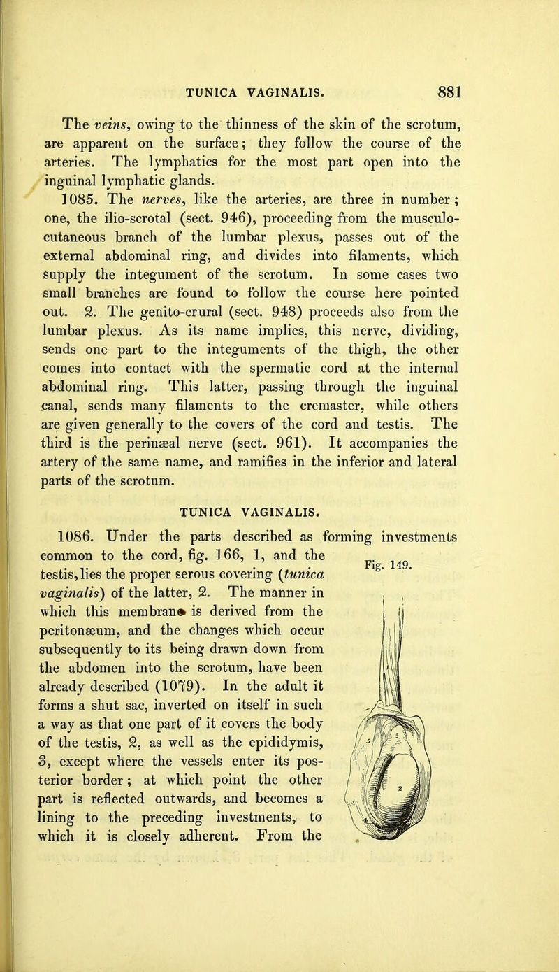 The veins, owing to the thinness of the skin of the scrotum, are apparent on the surface; they follow the course of the arteries. The lymphatics for the most part open into the inguinal lymphatic glands. 1085. The nerves, like the arteries, are three in number; one, the ilio-scrotal (sect. 946), proceeding from the musculo- cutaneous branch of the lumbar plexus, passes out of the external abdominal ring, and divides into filaments, which supply the integument of the scrotum. In some cases two small branches are found to follow the course here pointed out. 2. The genito-crural (sect. 948) proceeds also from the lumbar plexus. As its name implies, this nerve, dividing, sends one part to the integuments of the thigh, the other comes into contact with the spermatic cord at the internal abdominal ring. This latter, passing through the inguinal Canal, sends many filaments to the cremaster, while others are given generally to the covers of the cord and testis. The third is the perinseal nerve (sect. 961). It accompanies the artery of the same name, and ramifies in the inferior and lateral parts of the scrotum. TUNICA VAGINALIS. 1086. Under the parts described as forming investments common to the cord, fig. 166, 1, and the testis, lies the proper serous covering {tunica vaginalis) of the latter, 2. The manner in which this membran* is derived from the peritonaeum, and the changes which occur subsequently to its being drawn down from the abdomen into the scrotum, have been already described (1079). In the adult it forms a shut sac, inverted on itself in such a way as that one part of it covers the body of the testis, 2, as well as the epididymis, 8, except where the vessels enter its pos- terior border; at which point the other part is reflected outwards, and becomes a ( lining to the preceding investments, to which it is closely adherent- From the
