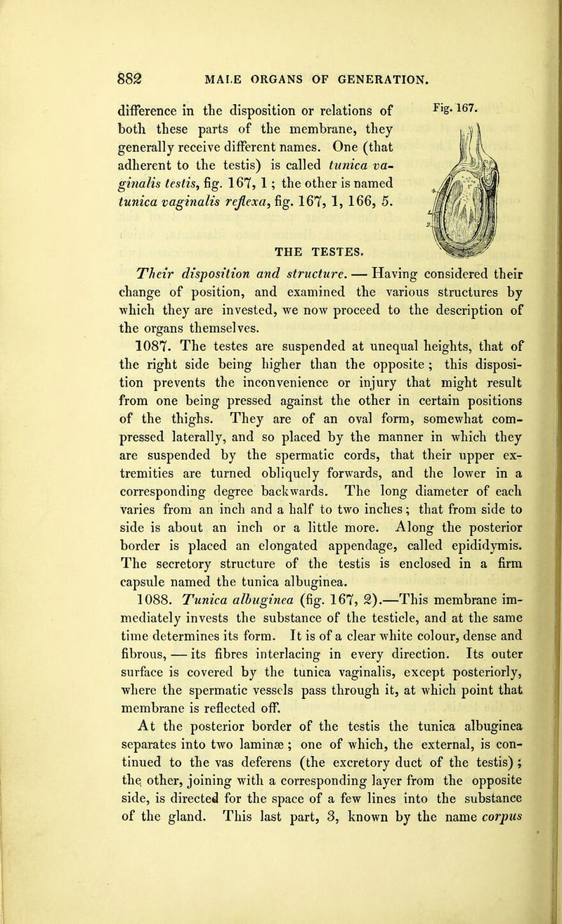 difference in the disposition or relations of 167 • both these parts of the membrane, they generally receive different names. One (that adherent to the testis) is called tunica va- ginalis testis, fig. 167, 1; the other is named tunica vaginalis reflexa, fig. 167, I, 166, 5. THE TESTES. Their disposition and structure. — Having considered their change of position, and examined the various structures by which they are invested, we now proceed to the description of the organs themselves. 1087. The testes are suspended at unequal heights, that of the right side being higher than the opposite ; this disposi- tion prevents the inconvenience or injury that might result from one being pressed against the other in certain positions of the thighs. They are of an oval form, somewhat com- pressed laterally, and so placed by the manner in which they are suspended by the spermatic cords, that their upper ex- tremities are turned obliquely forwards, and the lower in a corresponding degree backwards. The long diameter of each varies from an inch and a half to two inches; that from side to side is about an inch or a little more. Along the posterior border is placed an elongated appendage, called epididymis. The secretory structure of the testis is enclosed in a firm capsule named the tunica albuginea. 1088. Tunica albuginea (fig. 167, 2).—This membrane im- mediately invests the substance of the testicle, and at the same time determines its form. It is of a clear white colour, dense and fibrous, — its fibres interlacing in every direction. Its outer surface is covered by the tunica vaginalis, except posteriorly, where the spermatic vessels pass through it, at which point that membrane is reflected off. At the posterior border of the testis the tunica albuginea separates into two laminae ; one of which, the external, is con- tinued to the vas deferens (the excretory duct of the testis) ; the. other, joining with a corresponding layer from the opposite side, is directed for the space of a few lines into the substance of the gland. This last part, 3, known by the name corpus